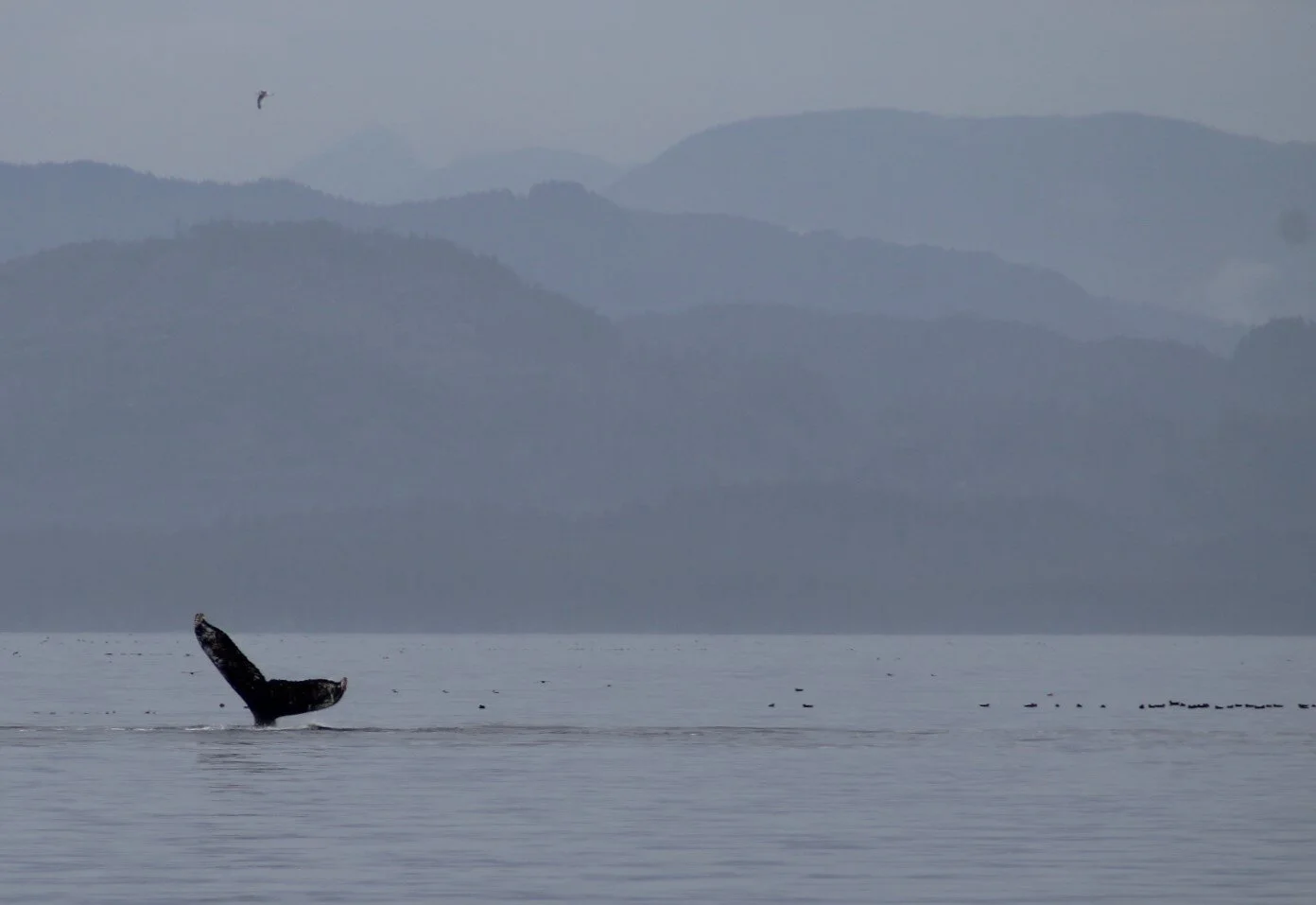 Whales Before the Storm