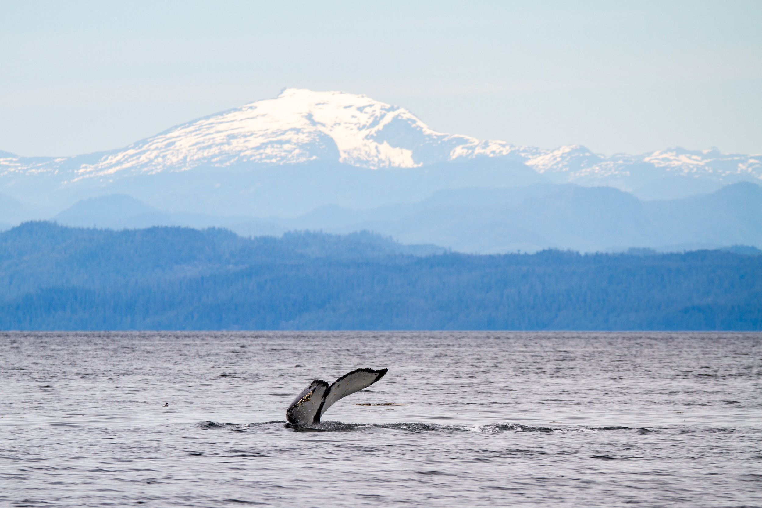 Pultney the humpback makes his way toward Queen Charlotte Strait and the Broughton Archipelago