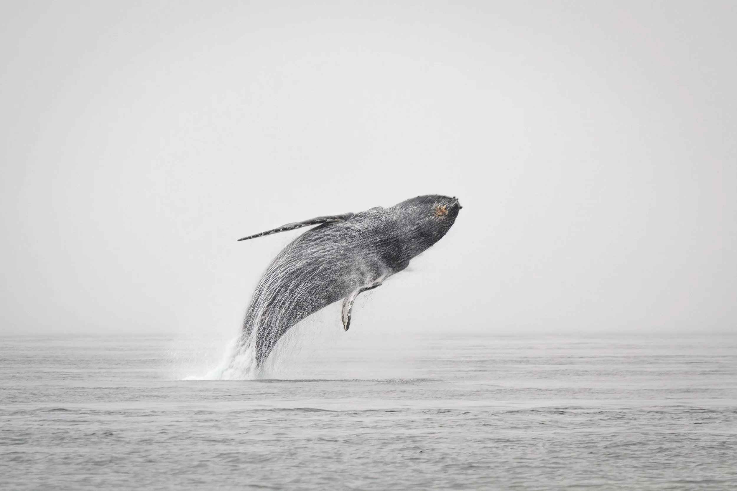 Breaching humpback whale