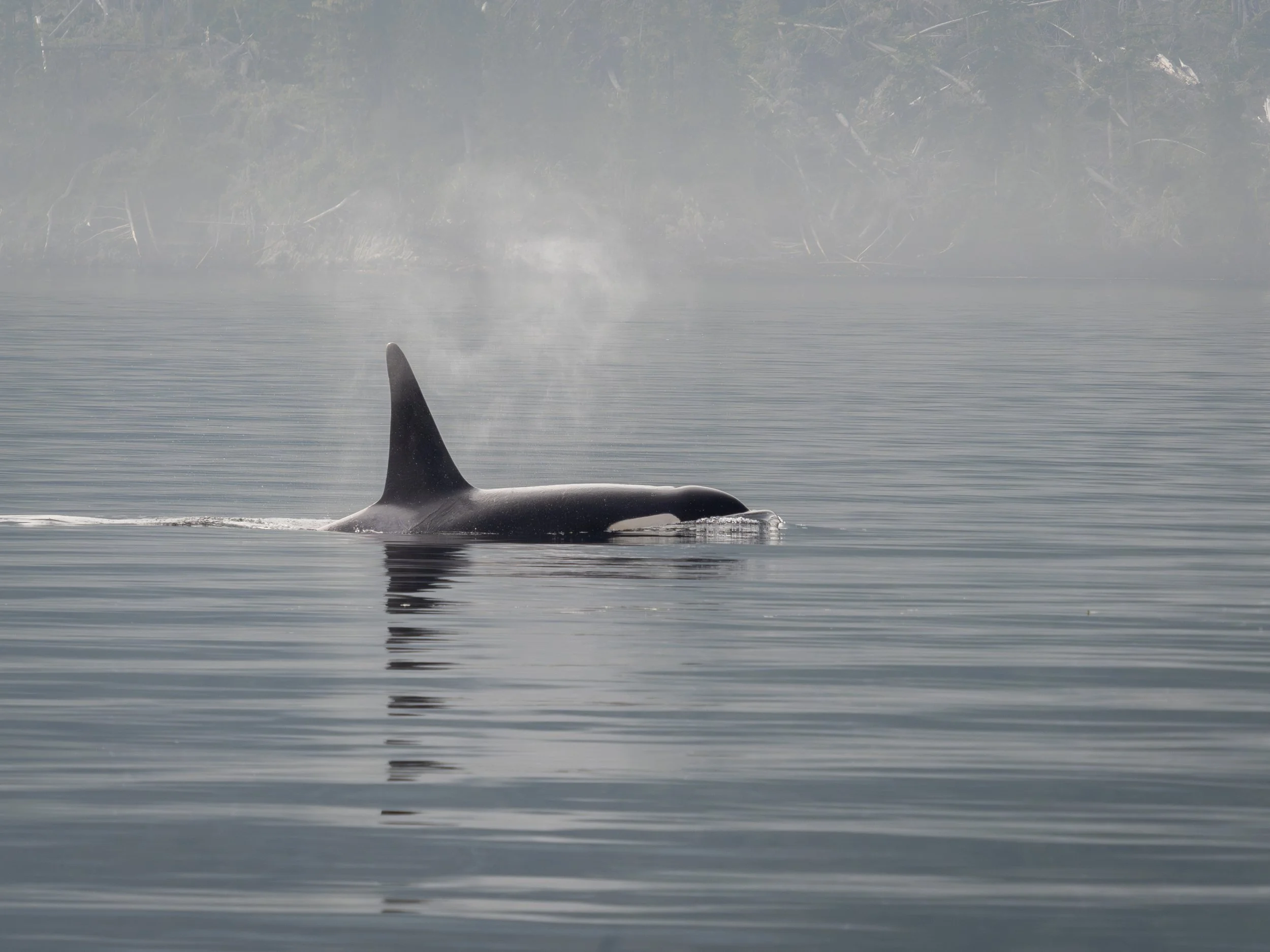 Orca surfacing Northern Vancouver Island