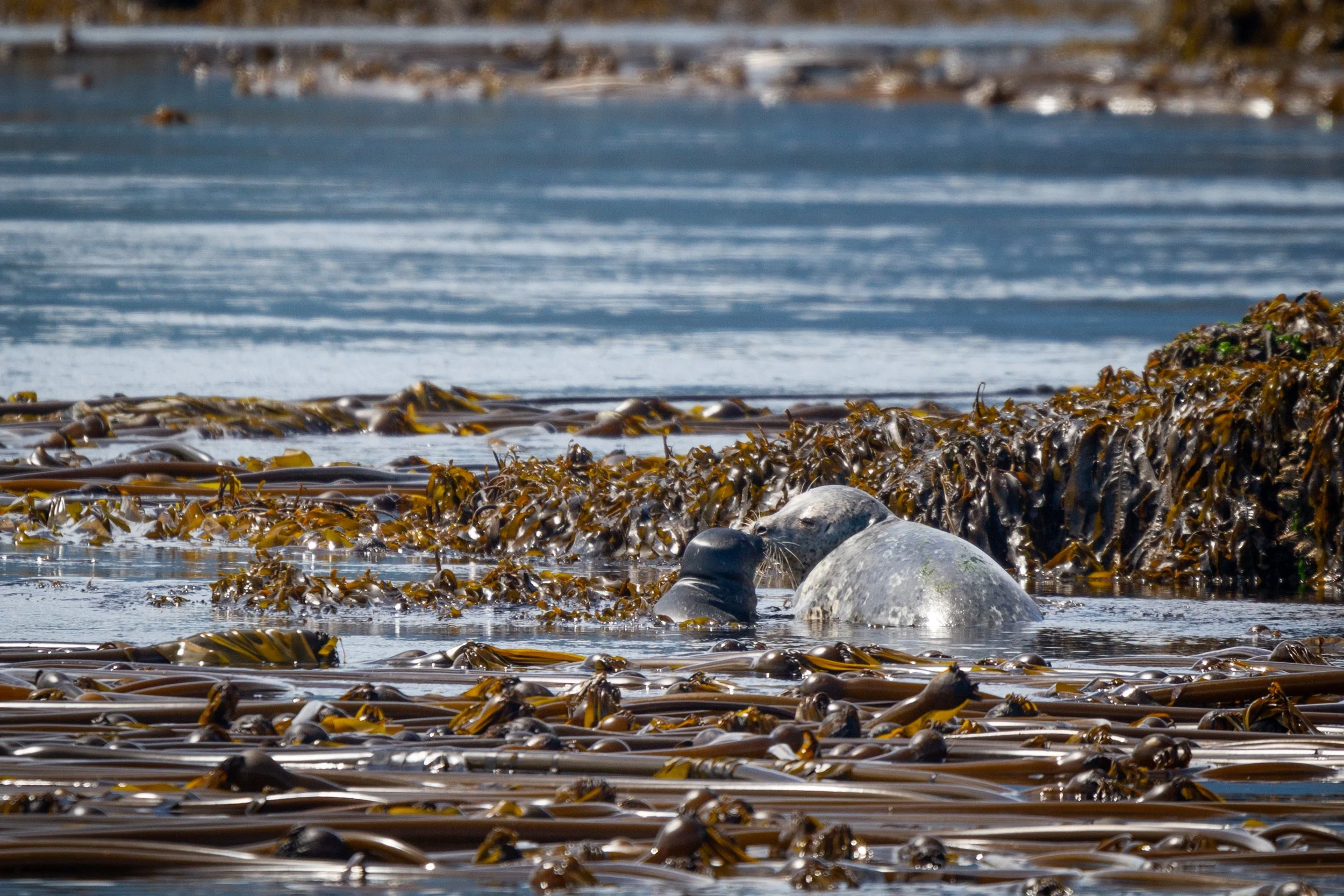 A Curious Humpback Calf - July 6 Trip Report