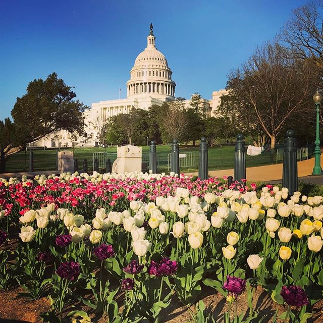 The Capitol Dome on my walk home. Soaking up every ounce of Spring before the hot &amp; humid days of D.C. weather begin. .
.
#seenindc #capitoldome #dc #washingtondc #spring #florals #sunset #actorlife #djlife #entrepreneur #breathe #iphone7plus #10