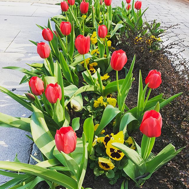 There is no place like #DC in Spring! A few floral photos taken during my walk to find a coffee shop. .
.
#seenindc #spring #florals #groundbreaking #plantlife #DClife #capital #capitol #acreativedc #nbc4 #washingtondc #springfever #actorlife #djlife