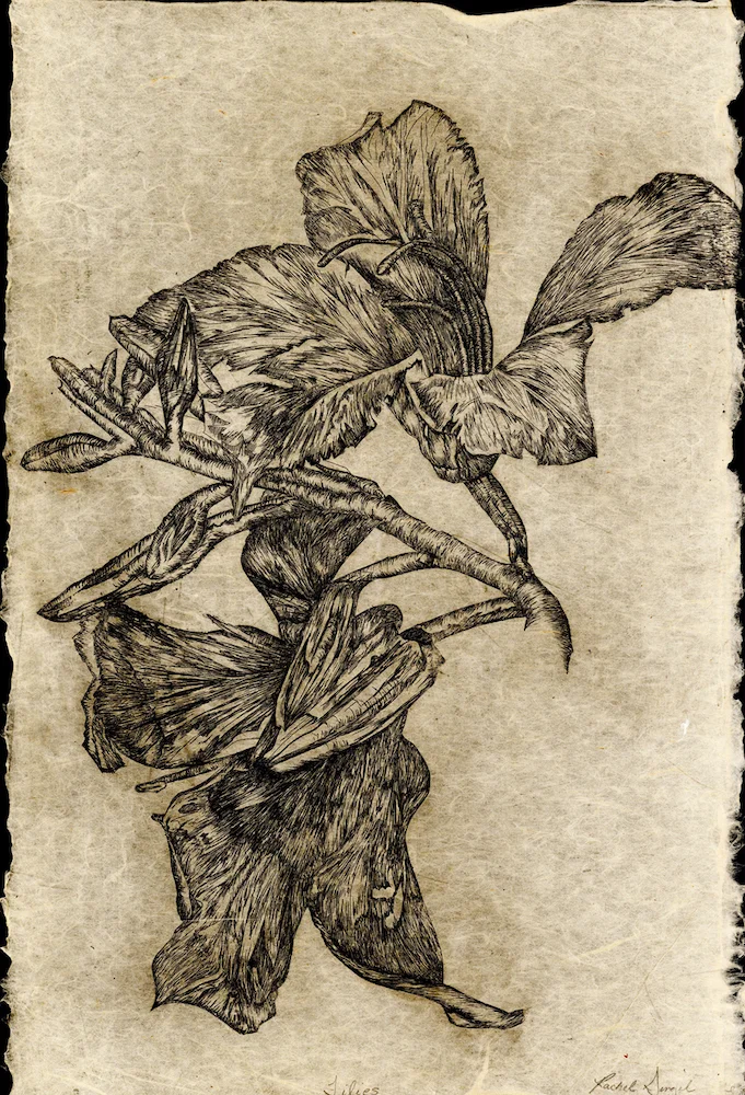 Lilies , Rachel Singel