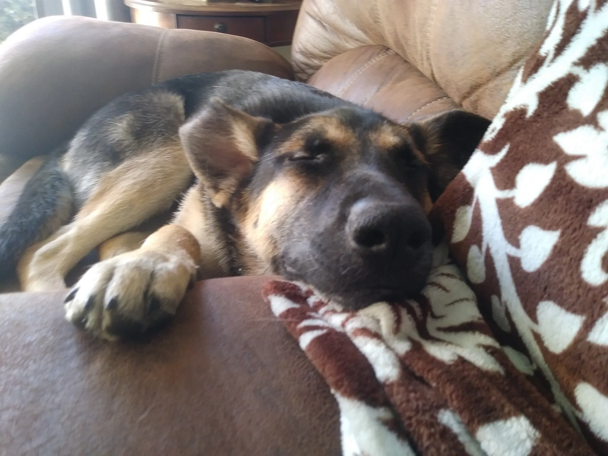 Stella
