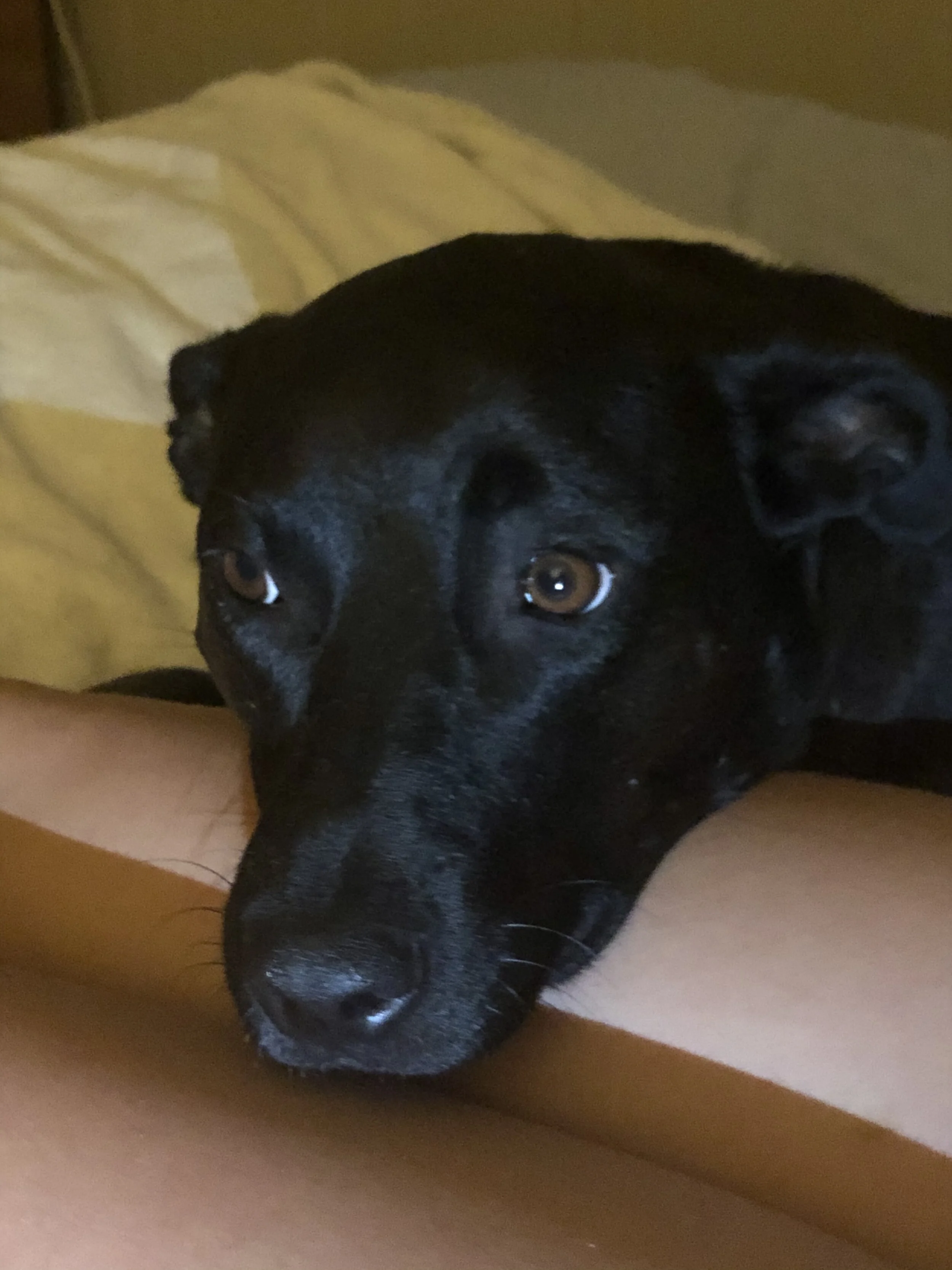 BB