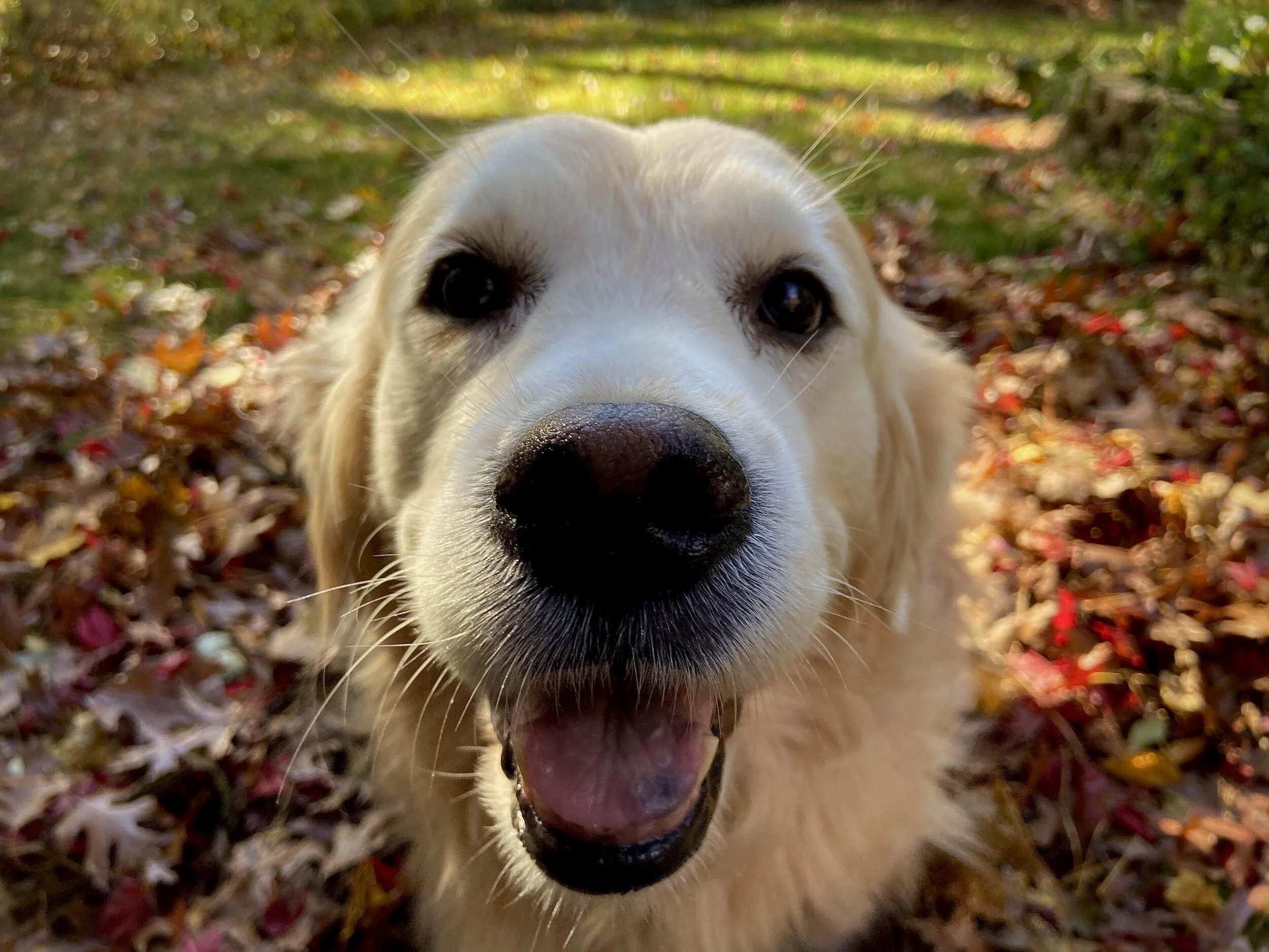 Mia