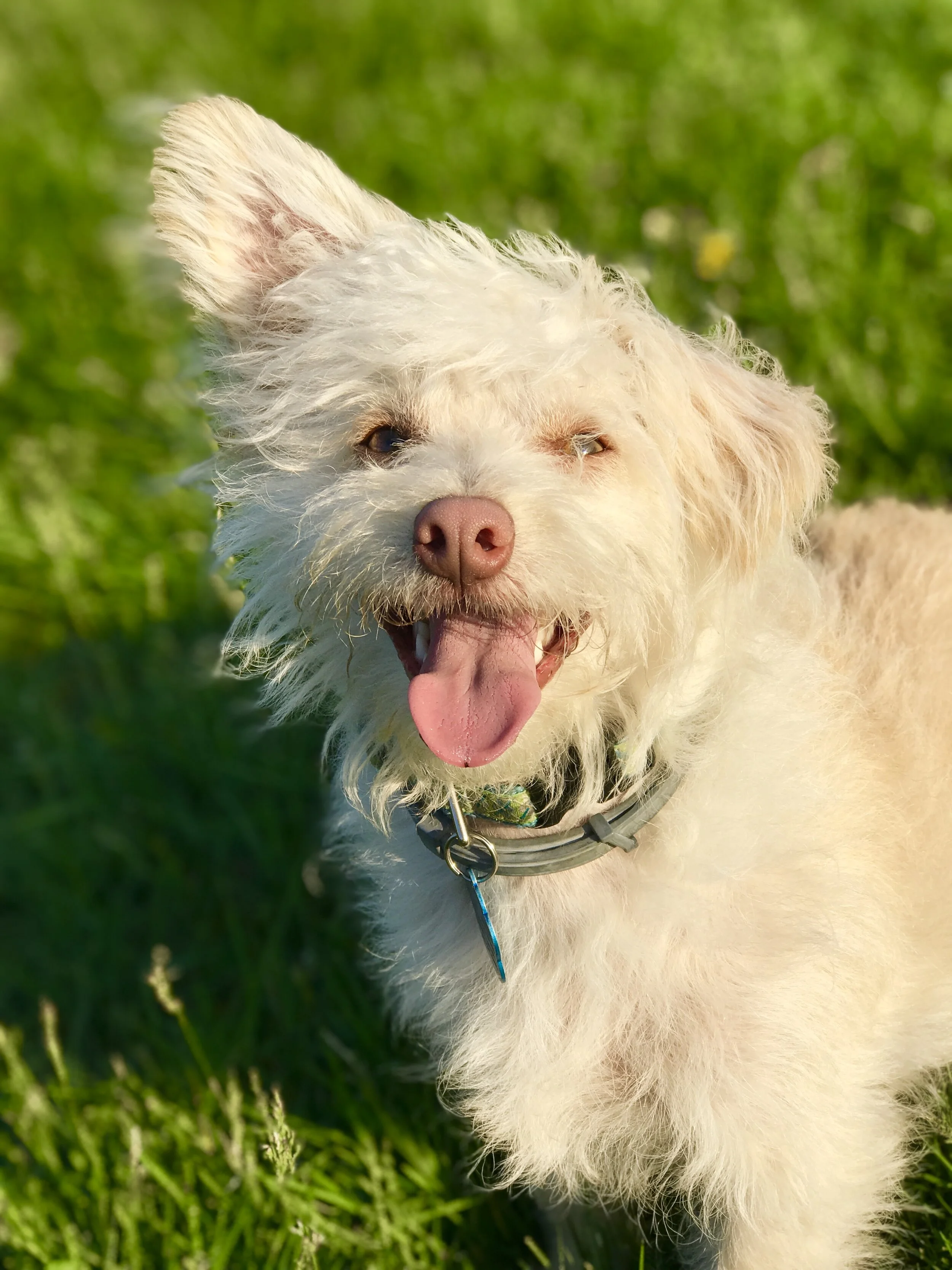 About Us — Sweet Paws Rescue