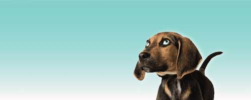 Sweet Paws Rescue