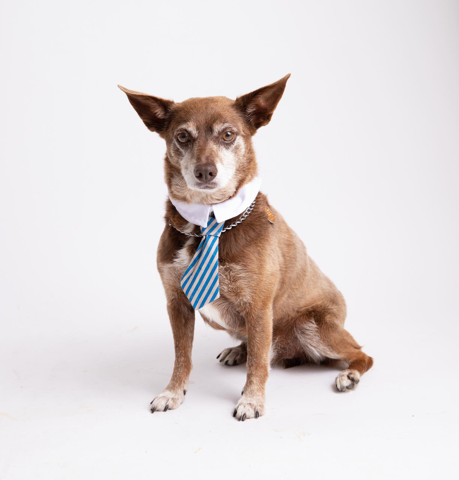 Contact Us — Sweet Paws Rescue