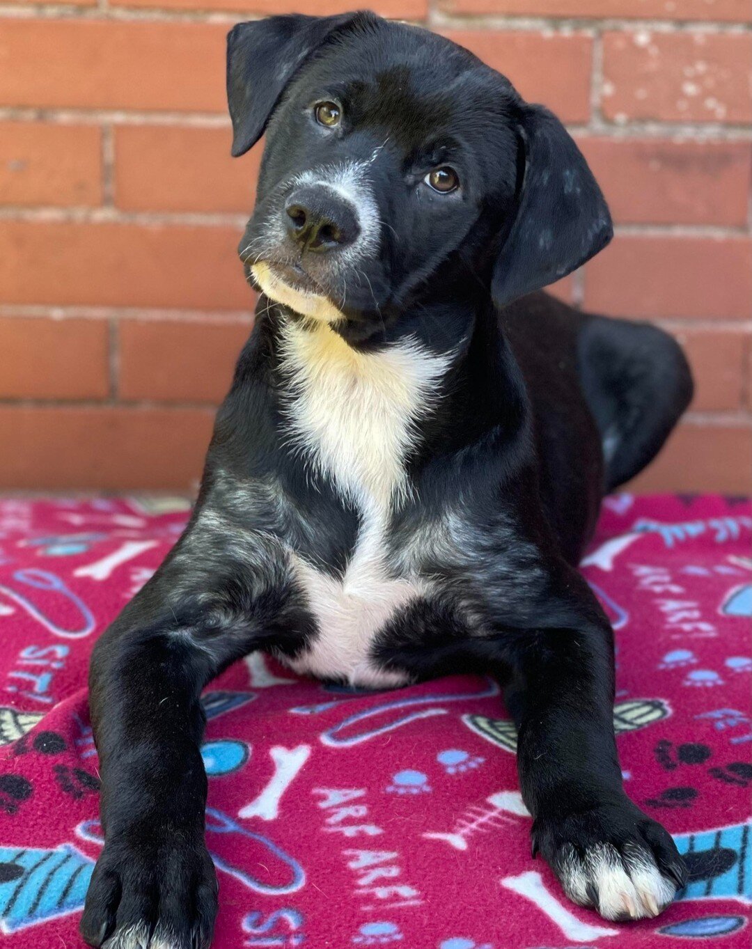 𝐖𝐀𝐍𝐍𝐀 𝐏𝐋𝐀𝐘 𝐂𝐀𝐑𝐃𝐒???
Uno💙Rummy💙Rook

ALL available for adoption!

🔗Link in bio!

Rummy &amp; Uno are females, and Rook is male. All are around 25 lbs and almost 4 months old!