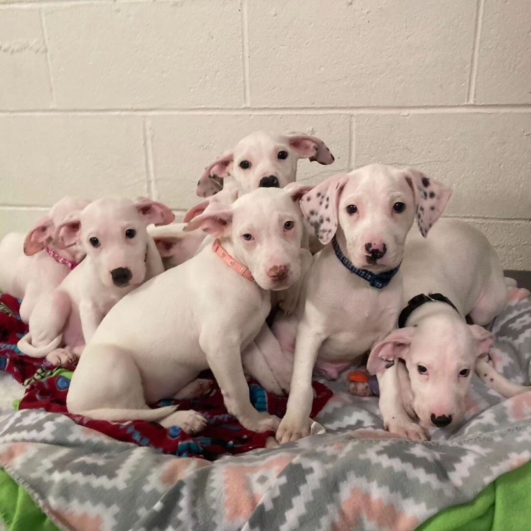 𝟗 𝐑𝐄𝐀𝐒𝐎𝐍𝐒 𝐓𝐎 𝐒𝐏𝐀𝐘 &amp; 𝐍𝐄𝐔𝐓𝐄𝐑👆👇

Recently, we were contacted by someone here in MA with an entire litter of puppies that they had no room for in their own home. Whether it was an accidental litter or a 'one-and-done' situation,
