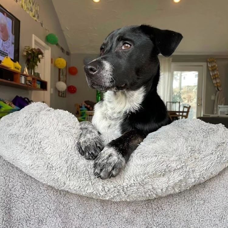 If you're in doubt about angels being real, Sweet Paws can arrange to change any doubts you feel&hellip;Wait &lsquo;til you see our Gidget! 

This sweet girl is super smart, a fast learner, and quick to respond to cues from both humans and fellow fur