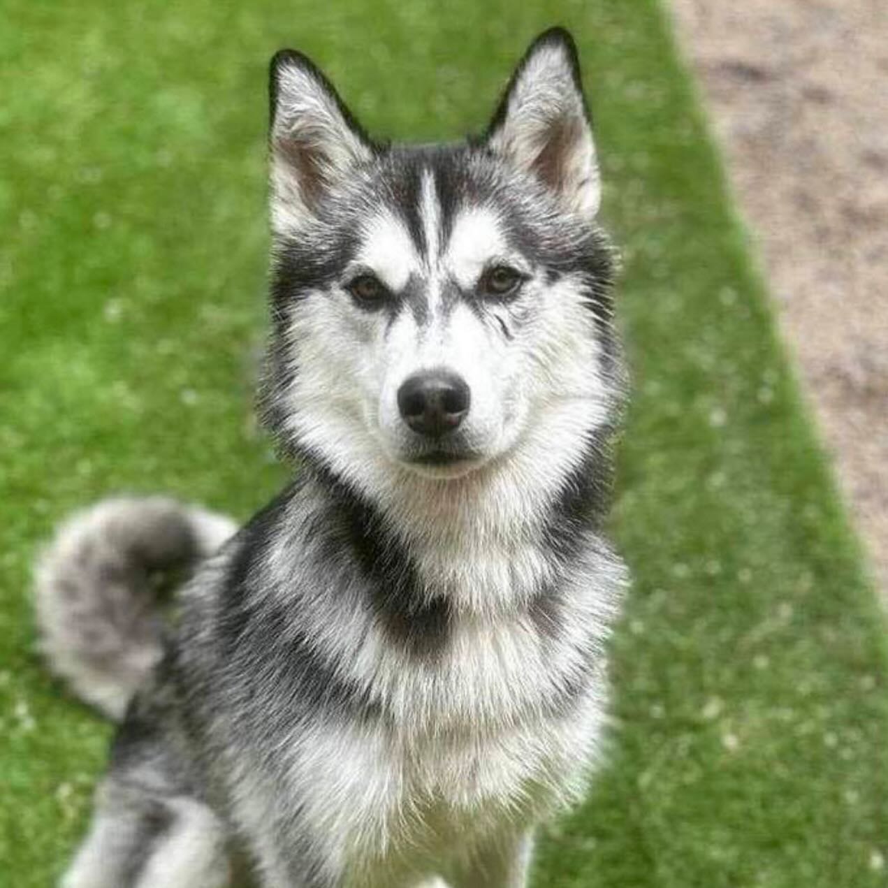 𝐖𝐇𝐄𝐑𝐄 𝐀𝐑𝐄 𝐓𝐇𝐄 𝐇𝐔𝐒𝐊𝐘 𝐋𝐎𝐕𝐄𝐑𝐒?!
We have recently had an influx of huskies come into our care who are looking for forever homes! 

👉Here are a few who are currently posted on our website 
🐾𝐿𝐼𝑁𝐶𝑂𝐿𝑁
🐾𝑀𝐴𝑅𝑆𝐻𝐴𝐿𝐿
 🐾𝐵𝐿