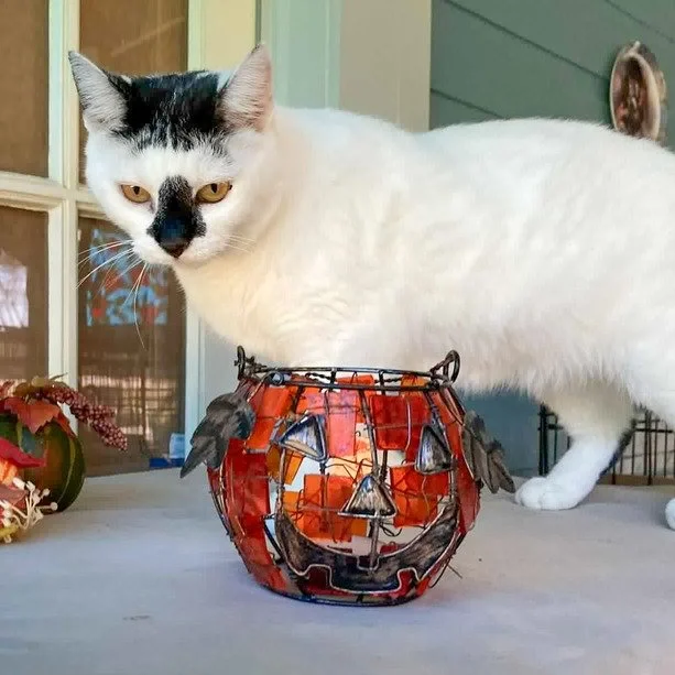 💖𝐌𝐄𝐄𝐓 𝐒𝐌𝐔𝐃𝐆𝐄 &mdash; A Stunning, Sassy Survivor 💖

Smudge is confident, independent, 2 year old and a bit of a supervisor with the most fabulous &ldquo;hairstyle&rdquo; ever. Smudge sports a sleek black stripe across her forehead that loo