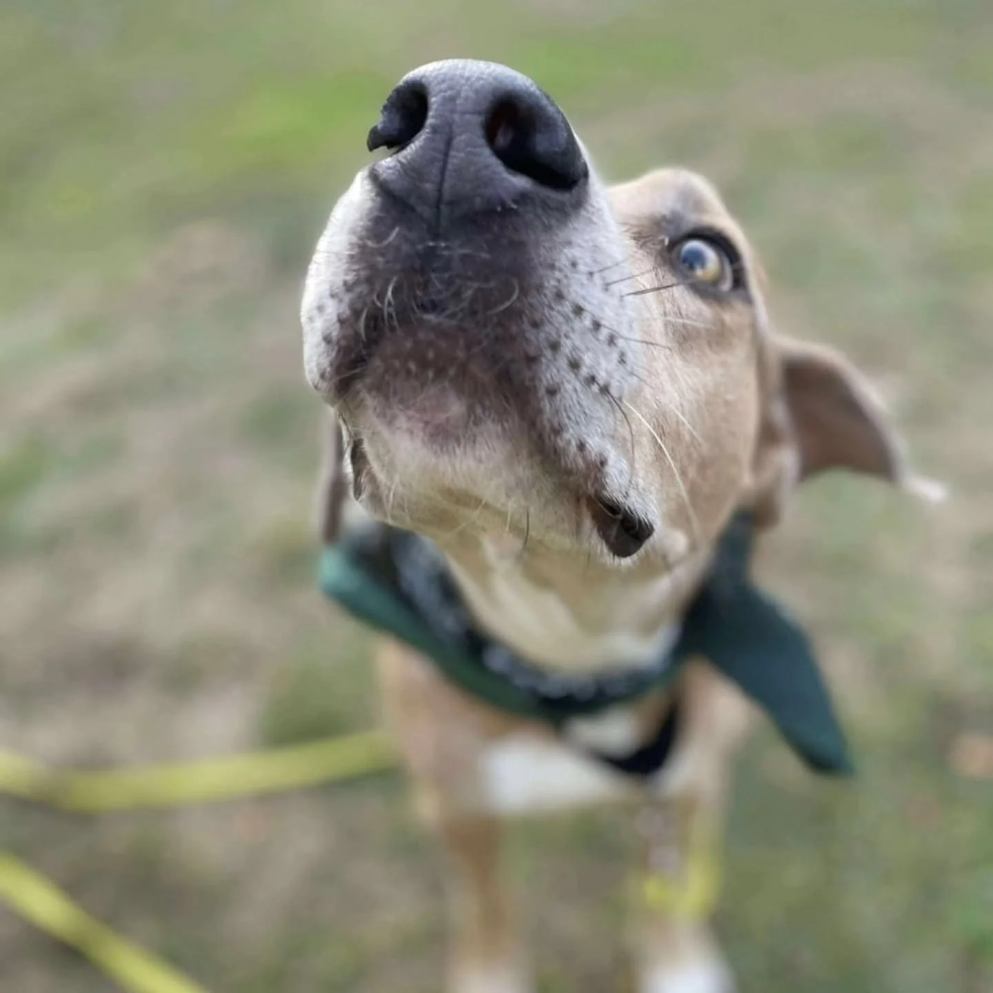 𝐁𝐎𝐎𝐏! 𝑪𝒂𝒏 𝑹𝒊𝒑 𝒃𝒆 𝒚𝒐𝒖𝒓 𝒏𝒆𝒘 𝒃𝒆𝒔𝒕 𝒃𝒖𝒅𝒅𝒚?

Rip is an absolute sweetheart who&rsquo;s been through a lot &mdash; he was adopted here in MA, but sadly needs a new home after struggling with fear around the male in his house. He&