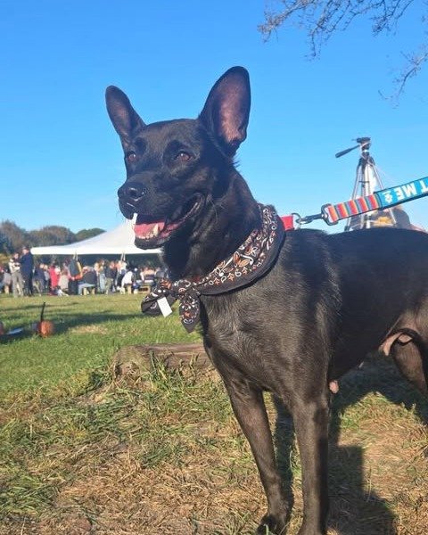 💖🐾 𝐌𝐄𝐄𝐓 𝐍𝐀𝐎𝐌𝐈! 🐾💖

This gorgeous girl has been through quite the journey. Found as a local stray here in Massachusetts, Naomi surprised us all by giving birth to six adorable puppies just days after arriving! Now that her babies have all