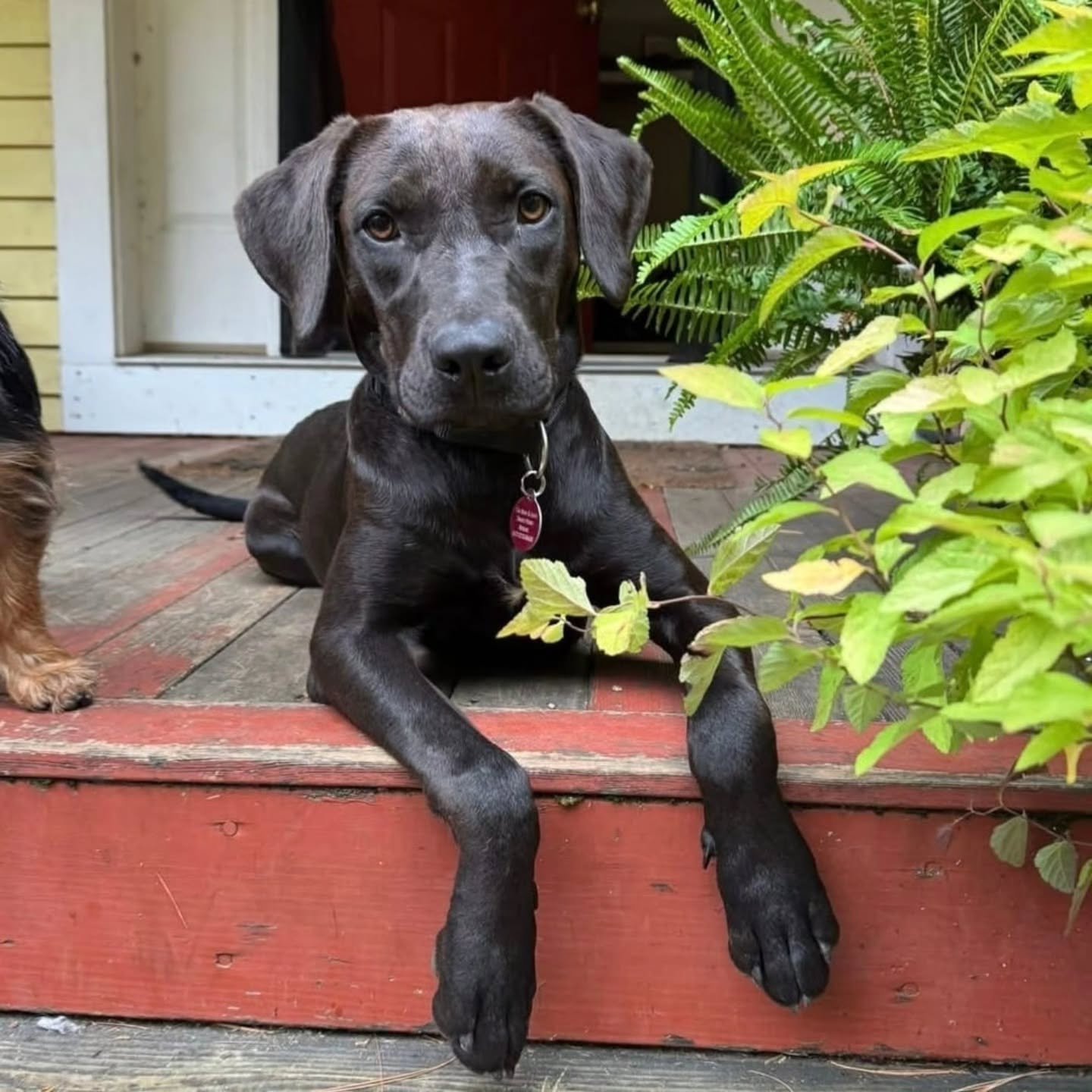 𝐀𝐃𝐎𝐏𝐓𝐀𝐁𝐋𝐄 𝐃𝐎𝐆𝐒 𝐀𝐓 Park-9 Dog Bar
𝐓𝐎𝐌𝐎𝐑𝐑𝐎𝐖! 𝟏𝟏𝐀𝐌!
✨𝑜𝑟✨ 𝑖𝑓 𝑦𝑜𝑢 𝑤𝑎𝑛𝑡 𝑡𝑜 𝑠𝑛𝑢𝑔𝑔𝑙𝑒 𝑠𝑜𝑚𝑒 𝑝𝑢𝑝𝑠 𝑡ℎ𝑒𝑟𝑒 𝑎𝑟𝑒 𝑎 𝑓𝑒𝑤 𝑚𝑜𝑟𝑒 𝑡𝑖𝑐𝑘𝑒𝑡𝑠 𝑙𝑒𝑓𝑡 𝑓𝑜𝑟 𝑝𝑢𝑝𝑝𝑦 𝑦𝑜𝑔𝑎 9:45-10:45𝑎𝑚!

Belo