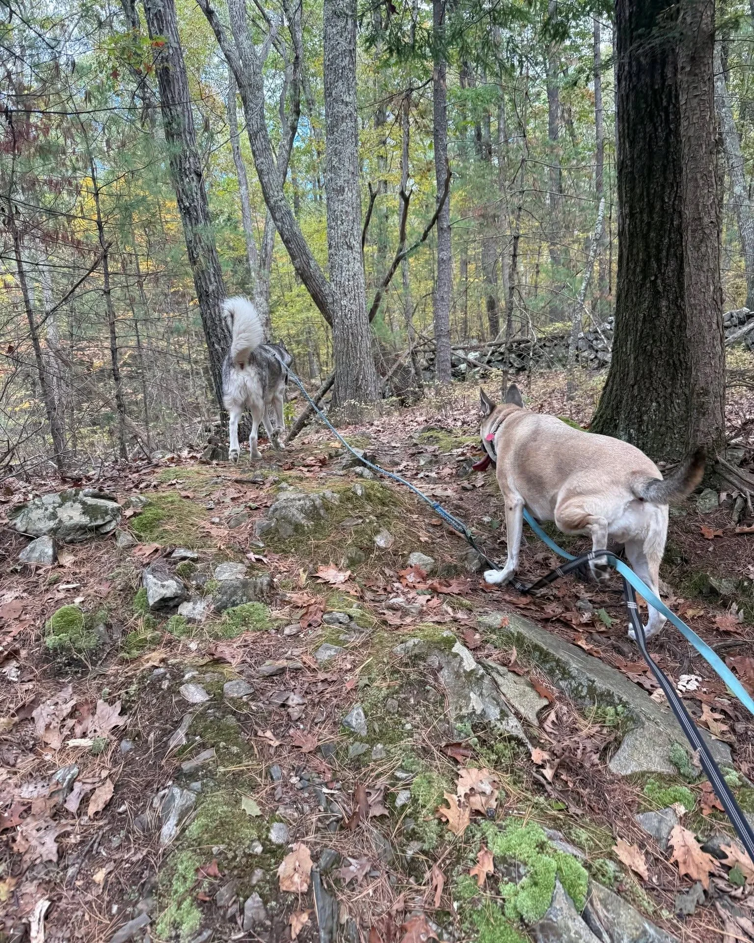 Mark your calendars, take your dog on a hike, and get some dirt on your fenders! On select days in November and during the month of December, you can visit the brand-new Haverhill location of Washville Car Wash and donate directly to our &ldquo;A For