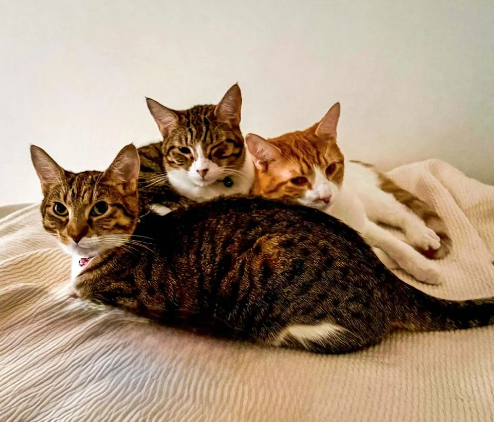 🧡𝐅𝐈𝐏 𝐀𝐰𝐚𝐫𝐞𝐧𝐞𝐬𝐬 𝐒𝐚𝐯𝐞𝐬 𝐋𝐢𝐯𝐞𝐬🧡
𝑇𝑜𝑑𝑎𝑦 𝑖𝑠 𝑁𝑎𝑡𝑖𝑜𝑛𝑎𝑙 𝐹𝐼𝑃 𝐴𝑤𝑎𝑟𝑒𝑛𝑒𝑠𝑠 𝐷𝑎𝑦, 𝑙𝑒𝑡'𝑠 𝑡𝑎𝑙𝑘 𝑎𝑏𝑜𝑢𝑡 𝑖𝑡!

Feline Infectious Peritonitis (FIP) was once considered a death sentence for cats &mdash; but 