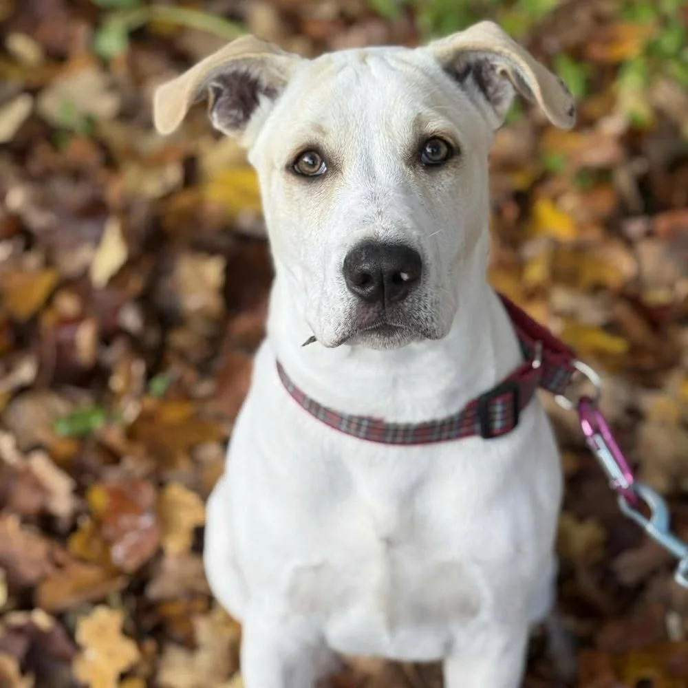 Meet Tony - solid in stature, 50% high energy/50% moosh, 
He is pretty awesome and hysterical and working through those teenage behaviors! He's completely inconsiderate of personal space and so excited to see people that he jumps right into their arm