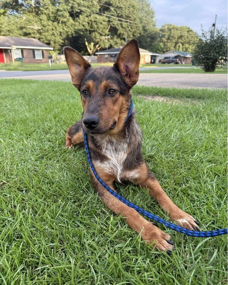 🚨𝐀𝐕𝐀𝐈𝐋𝐀𝐁𝐋𝐄 𝐅𝐎𝐑 𝐀𝐃𝐎𝐏𝐓𝐈𝐎𝐍🚨

Maggie is a beautiful smart adult that would love a family of her own in New England. She needs foster or adopter commitment to punch her ticket north, are you her hero?

MA Rescue License 0078