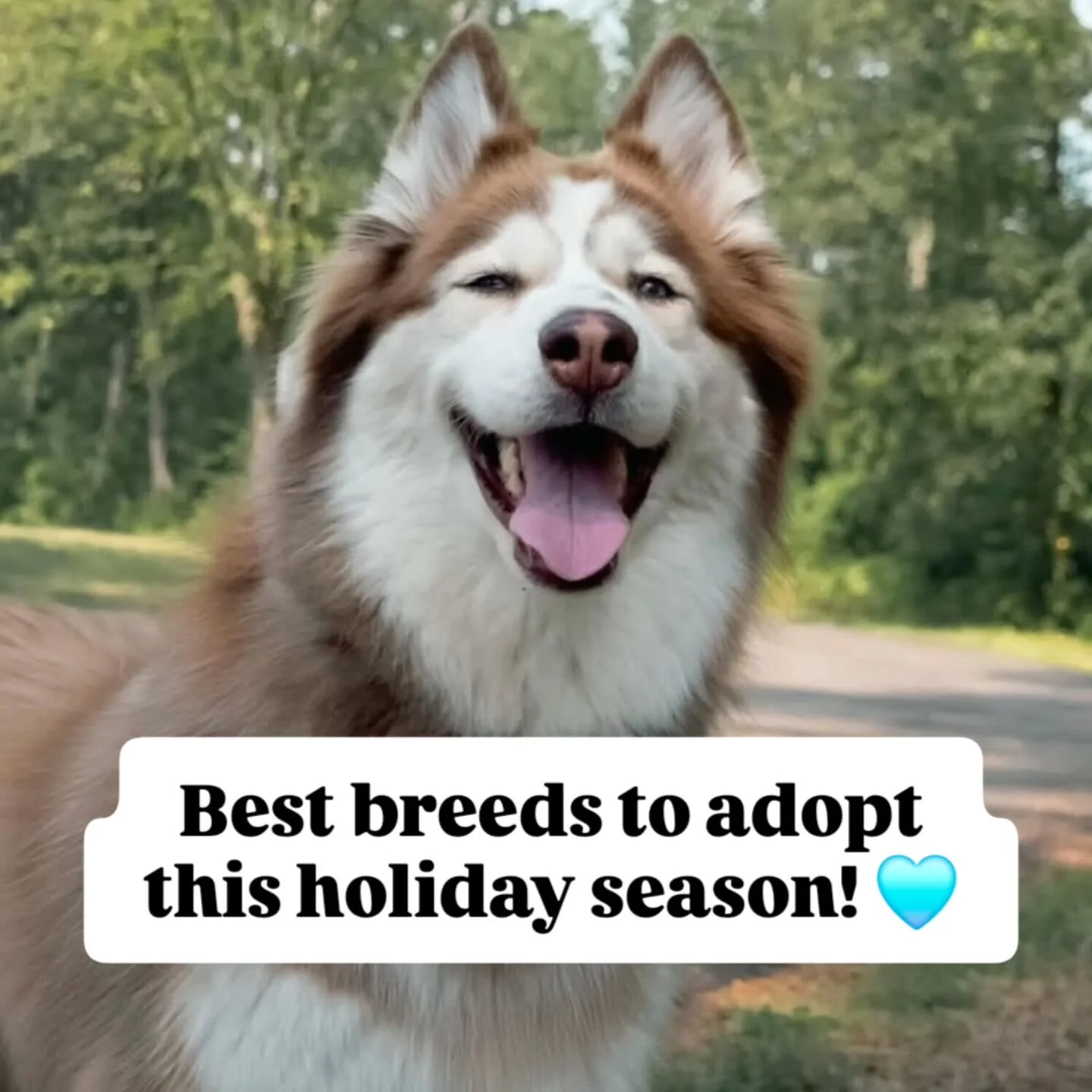 What breeds are best to adopt? Turns out, the best dogs aren&rsquo;t defined by their breeds at all&hellip;

MA Rescue License # 0078
www.sweetpawsrescue.org