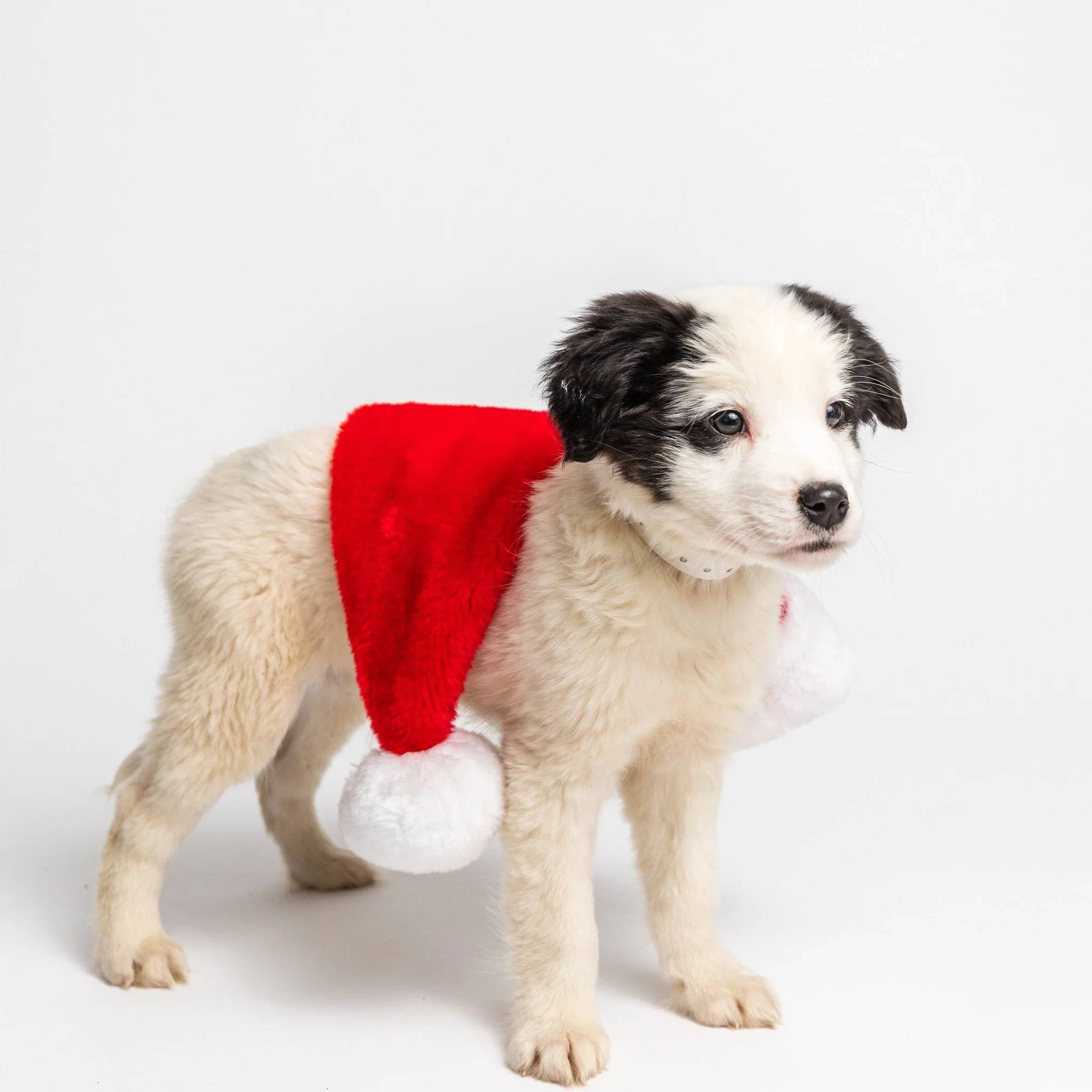 𝐓𝐇𝐑𝐄𝐄 𝐔𝐏𝐂𝐎𝐌𝐈𝐍𝐆 𝐏𝐔𝐏𝐏𝐘 𝐘𝐎𝐆𝐀 𝐂𝐋𝐀𝐒𝐒𝐄𝐒👇👇
Who doesn't love an early Christmas present?? Snag your Puppy Yoga tickets today before they sell out!

💙 Dec 6 @ Park-9 Dog Bar in Everett, MA | 9:45am -10:45 am | Tickets are requi