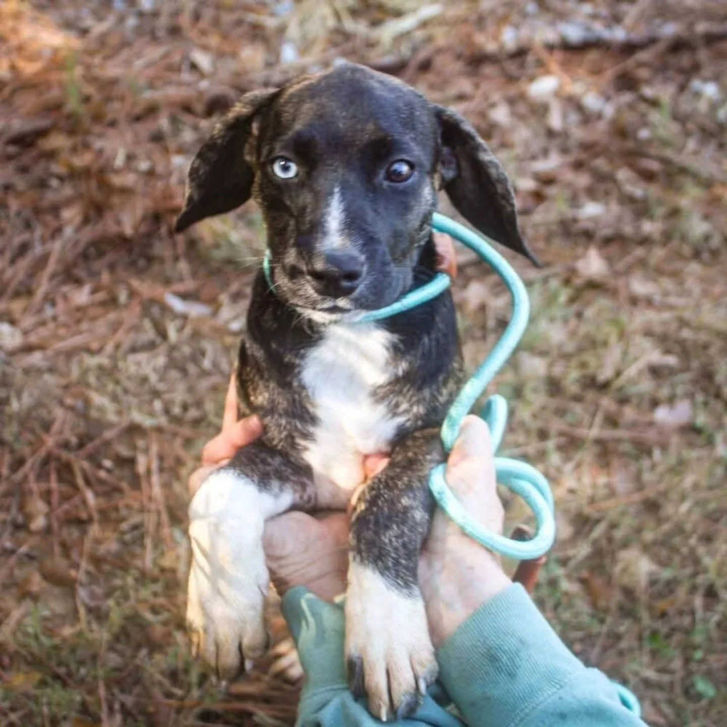 𝐎𝐧𝐞 𝐰𝐚𝐲 𝐭𝐨 𝐦𝐚𝐤𝐞 𝐲𝐨𝐮𝐫 𝐒𝐚𝐭𝐮𝐫𝐝𝐚𝐲 𝐬𝐭𝐫𝐞𝐭𝐜𝐡𝐞𝐬 𝐛𝐞𝐭𝐭𝐞𝐫? 𝐏𝐔𝐏𝐏𝐈𝐄𝐒!

Join us for Puppy Yoga and Adoption Event with @sweetpawsrescue tomorrow at @park9dogbar in Everett, MA! 

𝐏𝐮𝐩𝐩𝐲 𝐘𝐨𝐠𝐚 (tickets required!)