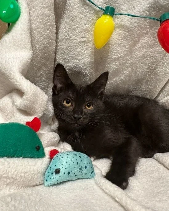 𝐅𝐨𝐥𝐥𝐨𝐰 𝐭𝐡𝐞 𝐘𝐞𝐥𝐥𝐨𝐰 𝐁𝐫𝐢𝐜𝐤 𝐑𝐨𝐚𝐝&hellip; 𝐒𝐭𝐫𝐚𝐢𝐠𝐡𝐭 𝐭𝐨 𝐃𝐨𝐫𝐨𝐭𝐡𝐲, 𝐂𝐨𝐰𝐚𝐫𝐝𝐥𝐲 𝐋𝐢𝐨𝐧, 𝐒𝐜𝐚𝐫𝐞𝐜𝐫𝐨𝐰, 𝐚𝐧𝐝 𝐓𝐢𝐧𝐦𝐚𝐧! 

Dorothy and her band of brothers Scarecrow, Cowardly Lion, and Tinman are the swe