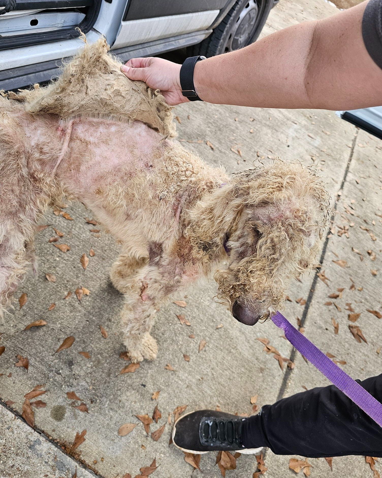 𝐀 𝐆𝐋𝐈𝐌𝐏𝐒𝐄 𝐁𝐄𝐇𝐈𝐍𝐃 𝐓𝐇𝐄 𝐒𝐂𝐄𝐍𝐄𝐒 𝐎𝐅 𝐑𝐄𝐒𝐂𝐔𝐄💔

It may not be the cheery, holiday-season content you want to see, but it is what we see all too often. 

Someone in or near Hamilton, MS posted on Facebook about spotting a stray