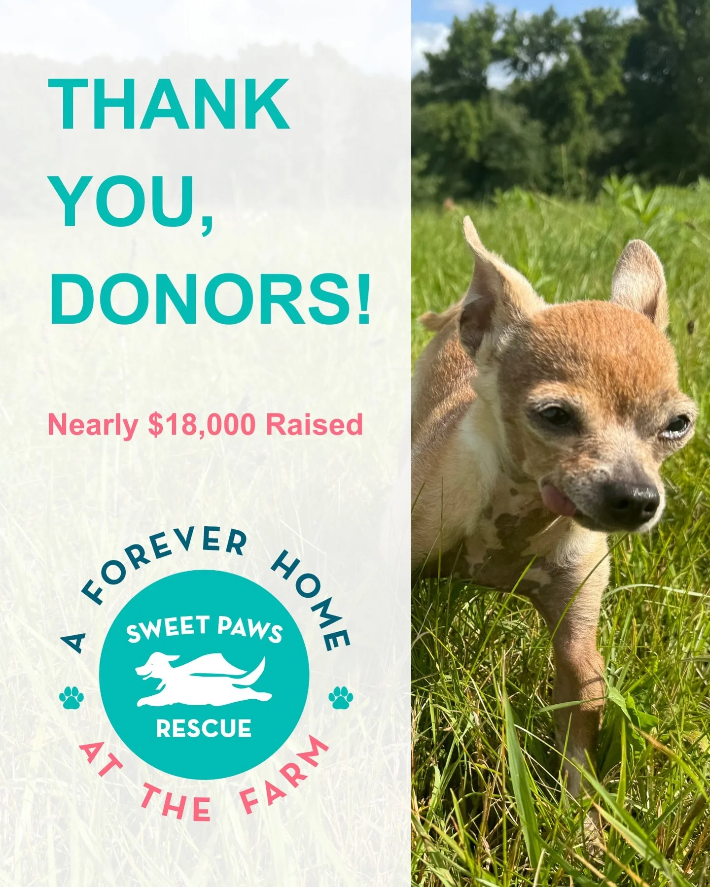 Our Sweet Paws Rescue community showed up on Giving Tuesday! Donors contributed $17,901.50 across all our funding opportunities! We&rsquo;re hoping to raise an additional $2,098.50 toward our capital campaign, &ldquo;A Forever Home for Sweet Paws Res