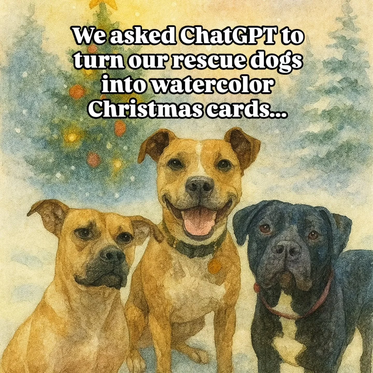 They understood the assignment: Christmas card cuteness 🎁 Now accepting applications for forever families.
MA Rescue License # 0078
www.sweetpawsrescue.org