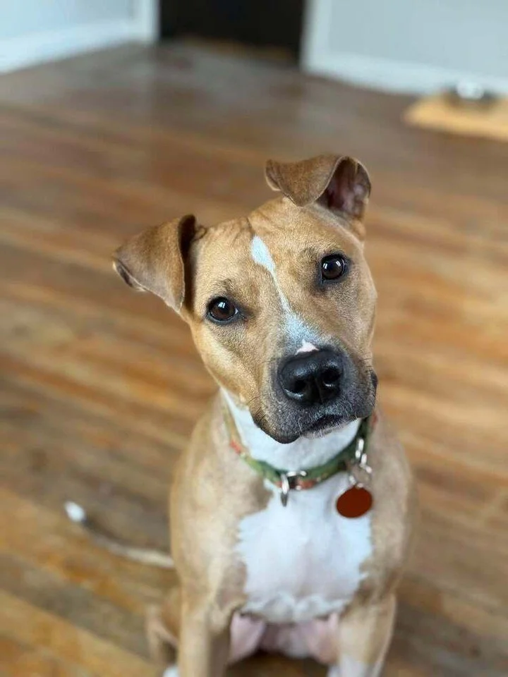 💔𝐑𝐎𝐒𝐀𝐋𝐈𝐍𝐀 𝐇𝐀𝐒 𝐁𝐄𝐄𝐍 𝐖𝐀𝐈𝐓𝐈𝐍𝐆 𝟓+ 𝐌𝐎𝐍𝐓𝐇𝐒 𝐖𝐈𝐓𝐇𝐎𝐔𝐓 𝐀 𝐅𝐎𝐒𝐓𝐄𝐑 𝐎𝐑 𝐀𝐃𝐎𝐏𝐓𝐄𝐑💔

Rosalina is a sweet, bouncy girl with the cutest ears and a HUGE love for people. She adores fetch, playing with her stuffed toys