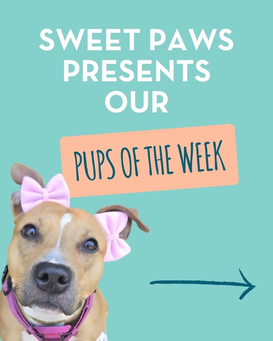 🐾 PUPS OF THE WEEK 🐾

Meet some of our most overlooked dogs who are still holding out hope for their perfect match! These pups have been with us for a while now, and they're more than ready to find their forever families.

Each one has their own sp