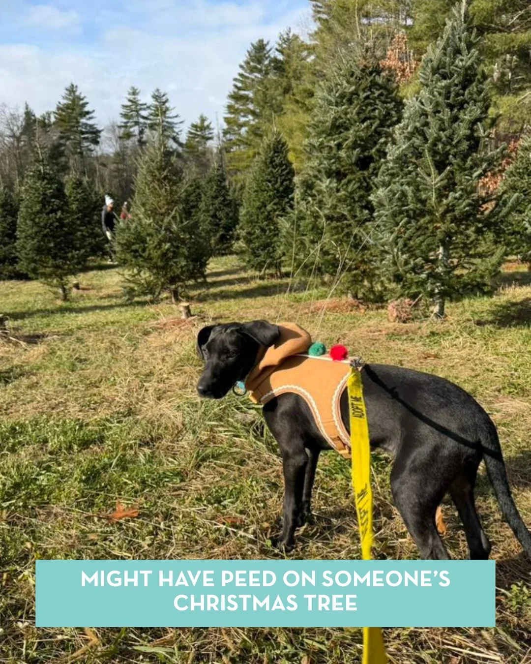 The results are in, and let's just say not all our pups made Santa's nice list this year 🎄 But we love them anyway!

Has your furry friend been naughty or nice? Share their holiday antics in the comments below!

MA Rescue License 0078
www.sweetpawsr