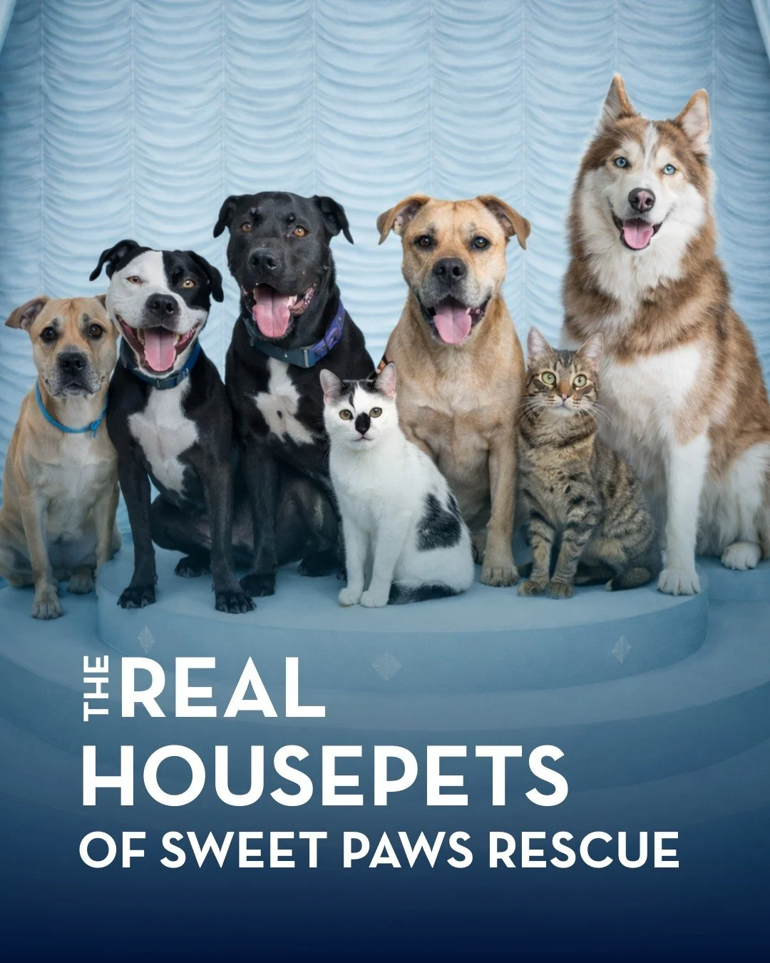 Behind the glam, sparkle, and sass is a heart waiting to be chosen. 
Adoptable. Deserving. Ready for their happily ever after.  Bring a little glitz and glamour into the new year by adopting ! ✨
MA Rescue License # 0078