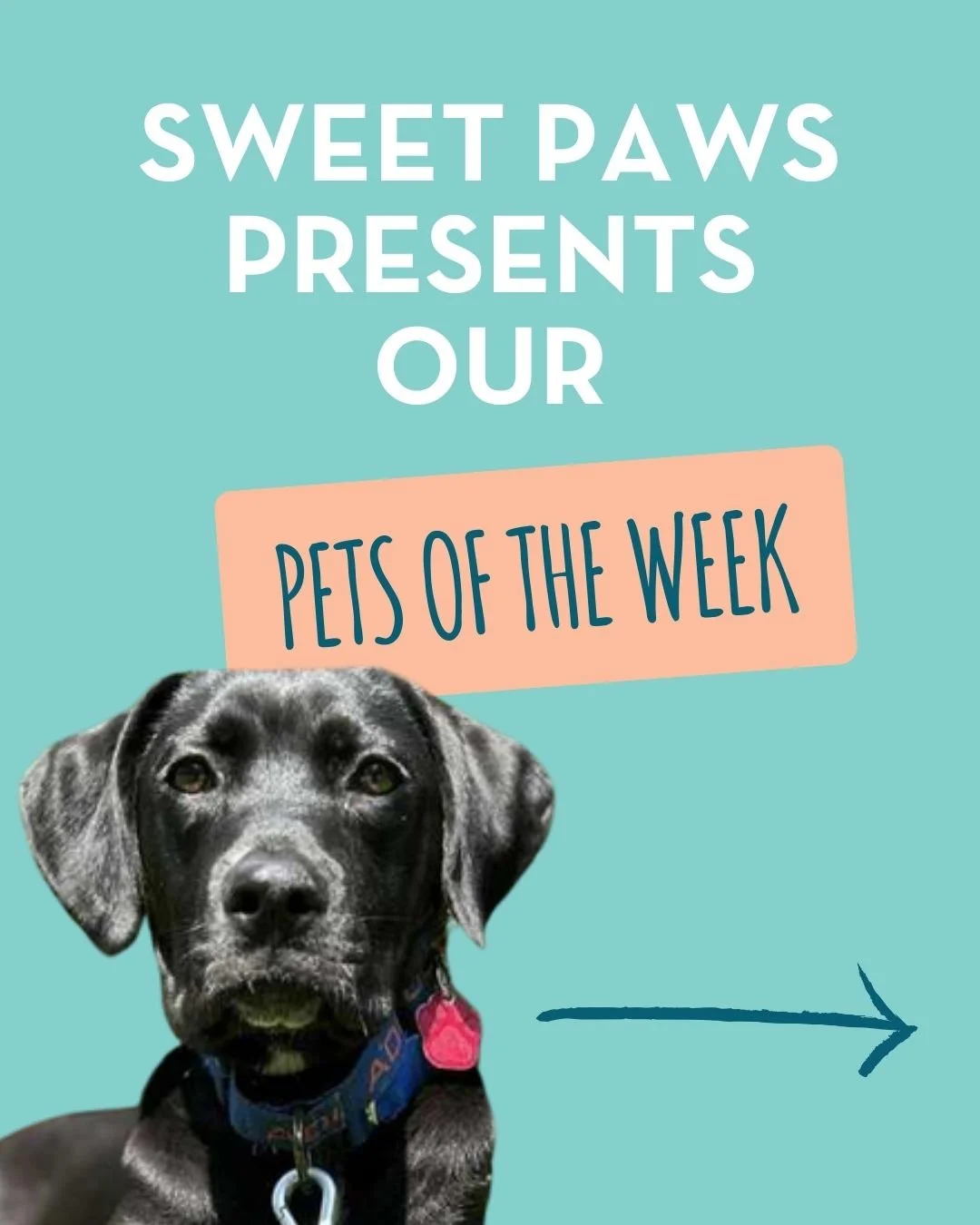 🐾 PETS OF THE WEEK 🐾

Meet some of our most overlooked pets who are still holding out hope for their perfect match! These pets have been with us for a while now, and they're more than ready to find their forever families.

Each one has their own sp
