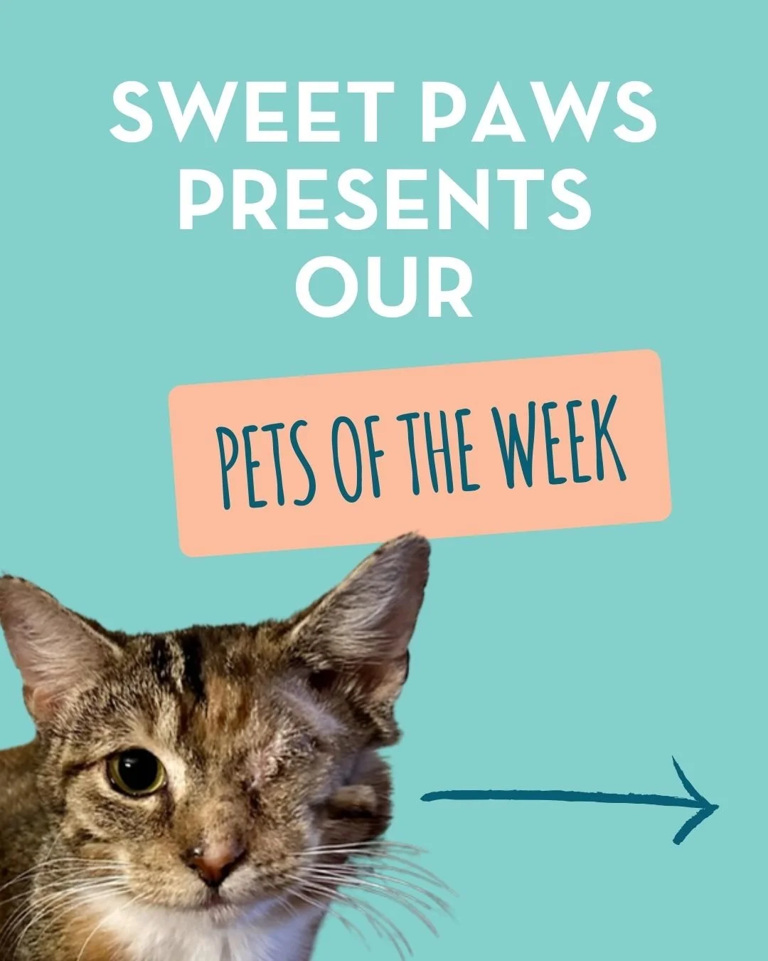 🐾 PETS OF THE WEEK 🐾

Meet some of our most overlooked animals who are still holding out hope for their perfect match! These dogs and cats have been with us for a while now, and they're more than ready to find their forever families.

Each one has 