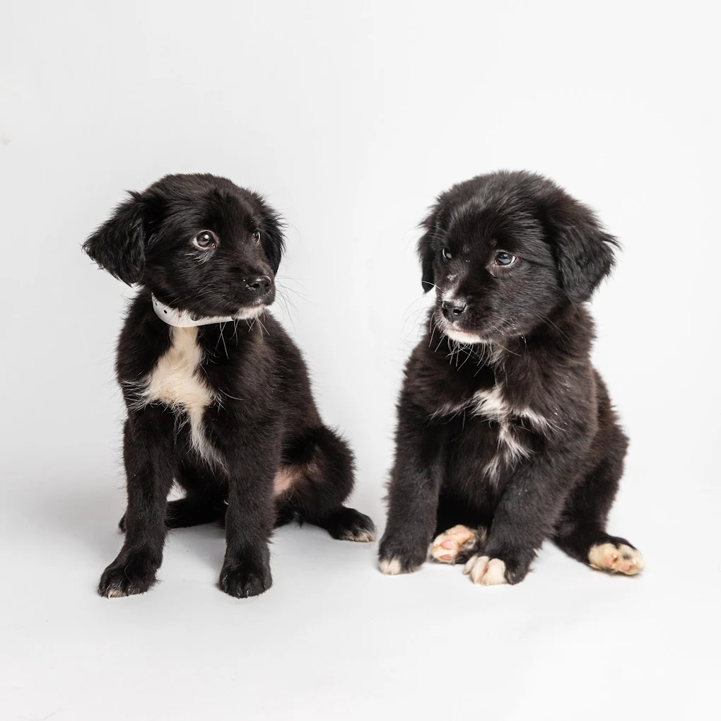 Adoption Event @ ECTA 5K