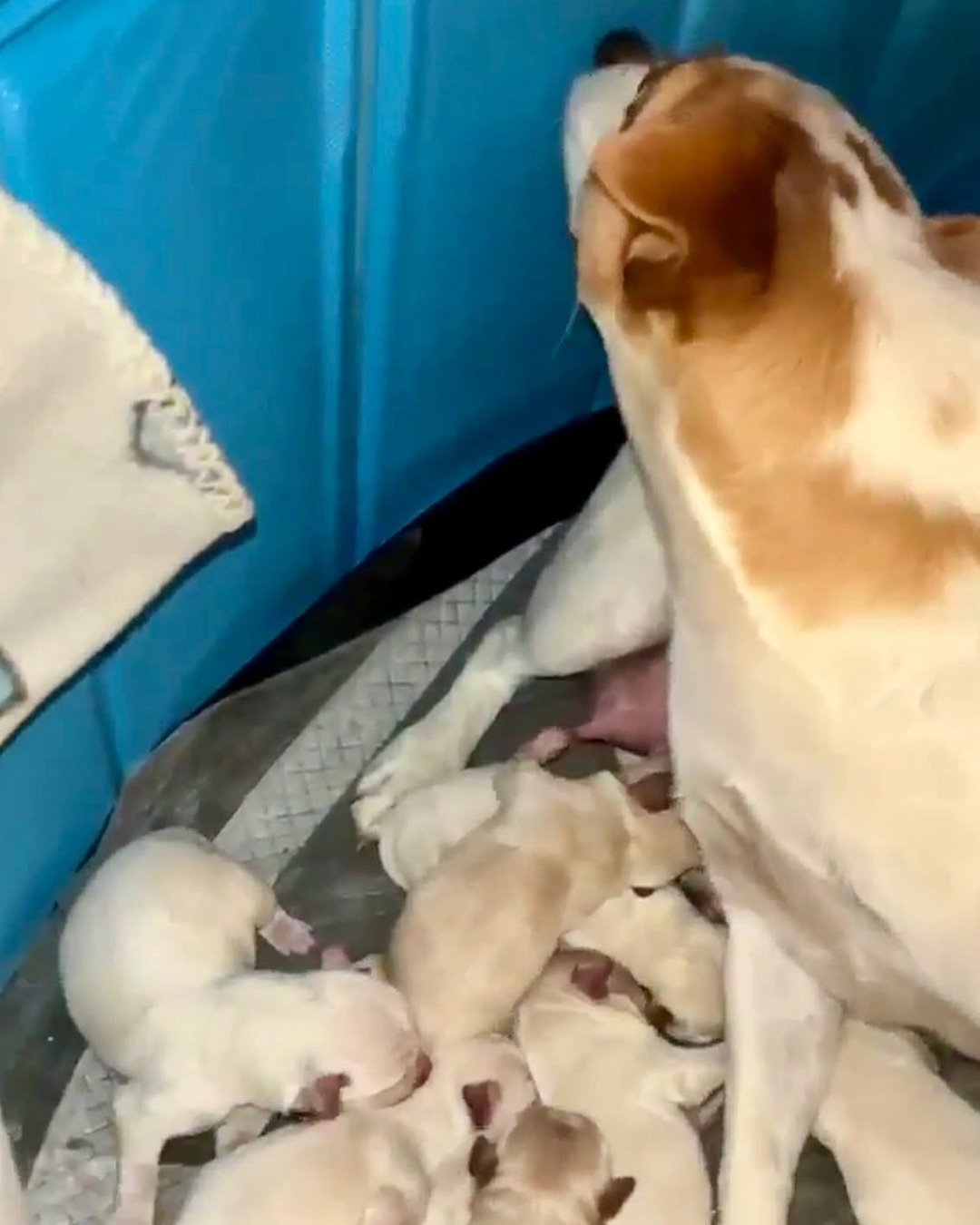 💔3 DAYS, 23 DOGS, ALL FROM RIGHT HERE IN MASSACHUSETTS.💔
We&rsquo;d like to hear from you. What can we do to solve this problem? 
Working alongside Massachusetts Animal Control Officers, we&rsquo;ve taken in 15 local dogs in just the past 48 hours.