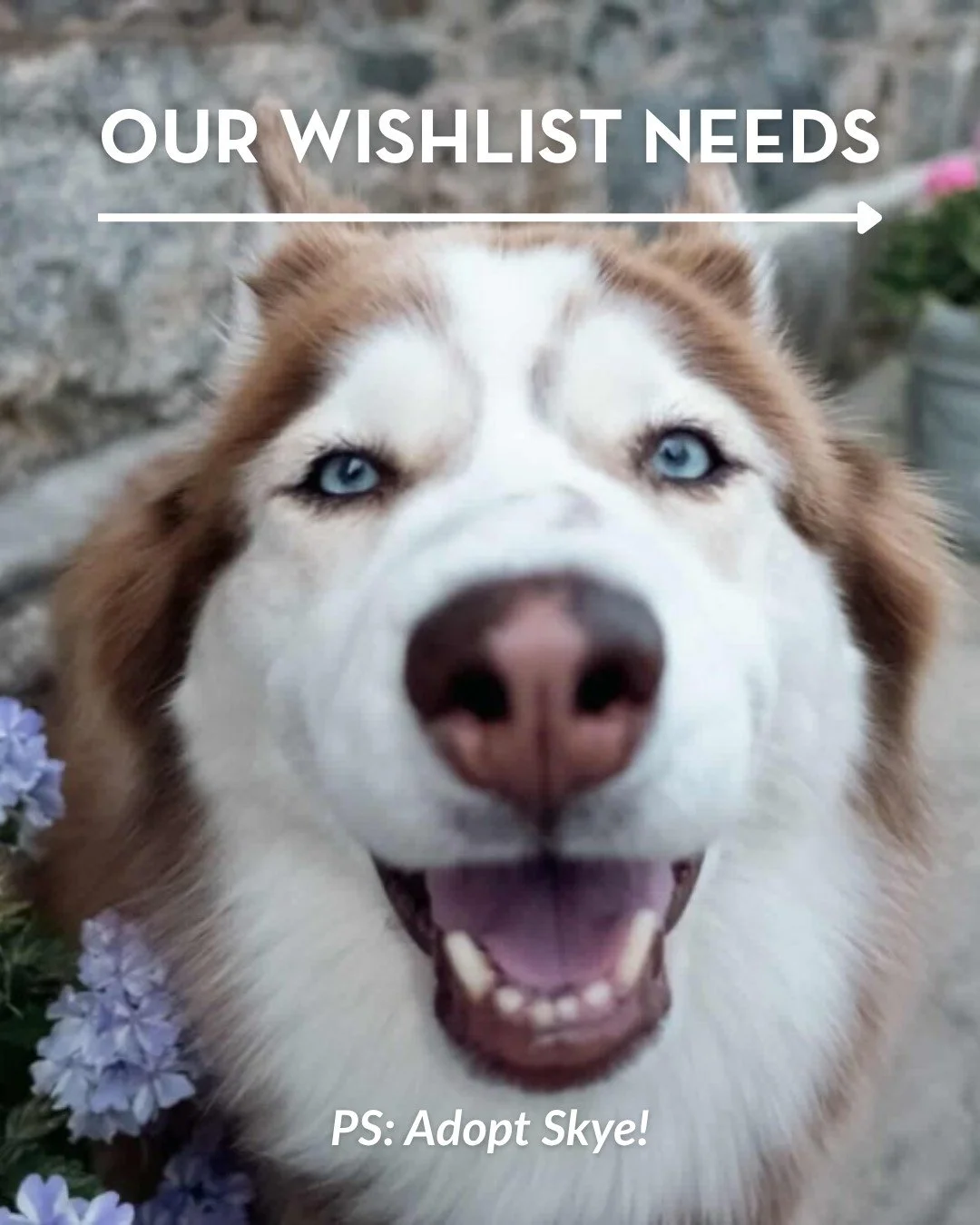 We need your help‼️ 

Our supplies are dwindling and, as a non-profit, we rely on donations for essential items such as food, cleaning supplies, and the everyday items that the animals in our care need to stay happy and healthy. If you have a few mom