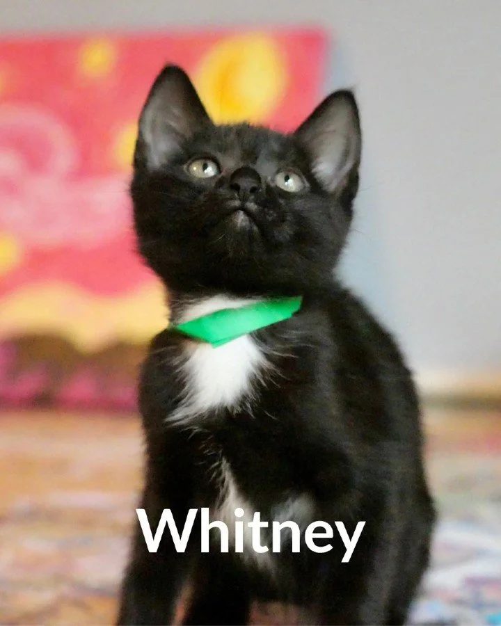 Black cat lovers assemble! These gorgeous house panthers are searching for sunny windows, an embarrassing number of toys, ALL the treats &mdash; and ideally a warm laptop to supervise your &lsquo;productivity.&rsquo;
🐾 sweetpawsrescue.org/adoptable-