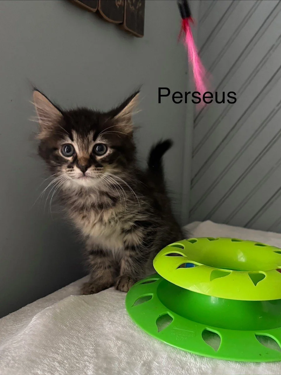 Meet the Galaxy Gang - mama walked into a shelter and that same night, brought four bright stars into the world ✨

🌌 Cassiopeia &mdash; the lone girl of the litter and absolutely living up to her name &mdash; bright, bold, and always in motion.

⭐ P
