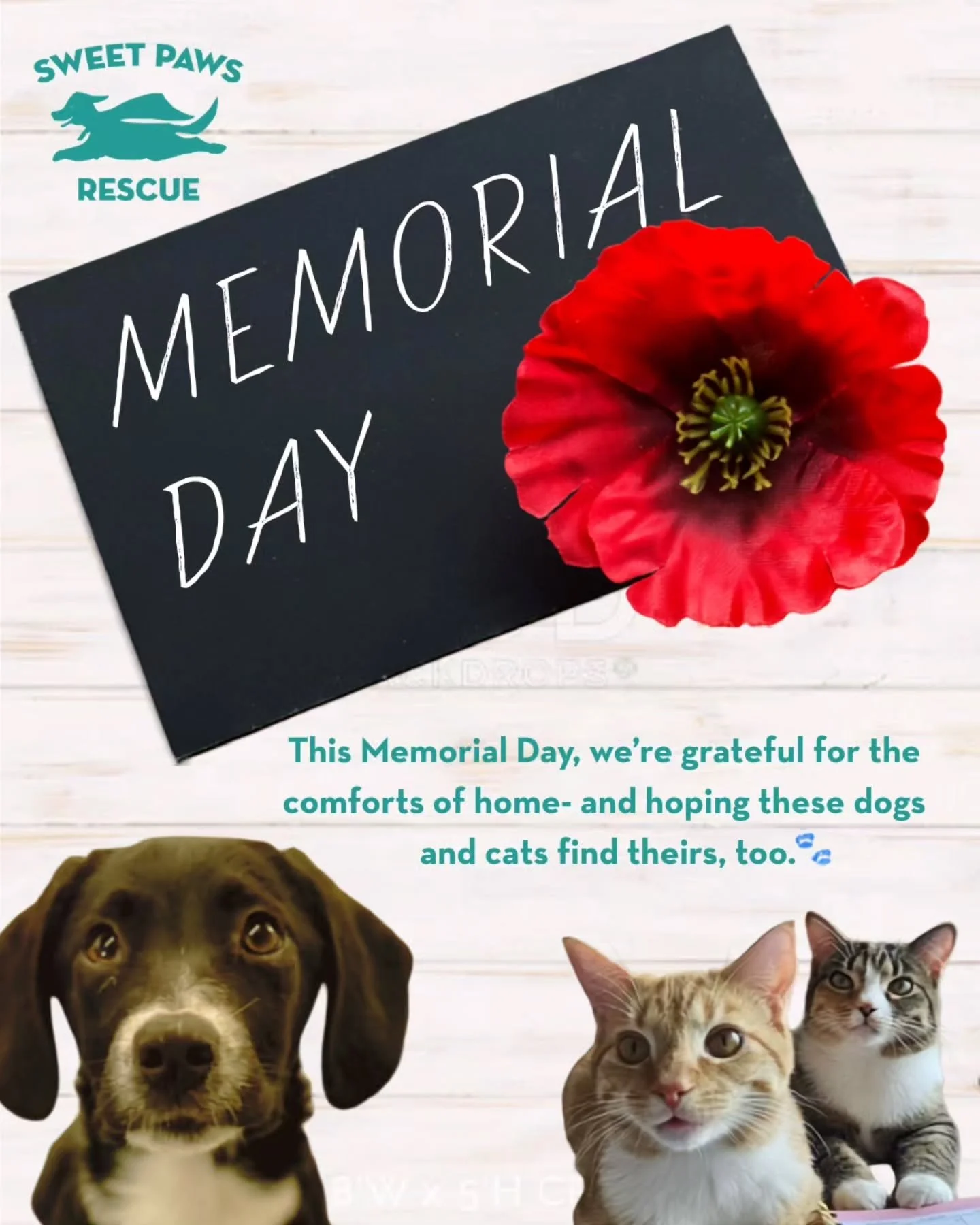 Honoring Those Who Served
Helping Them Find Homes

Today, we pause to remember the brave men and women who gave their lives in service to our country.
As we gather with family, friends and beloved pets, we're reminded that home is one of the greatest