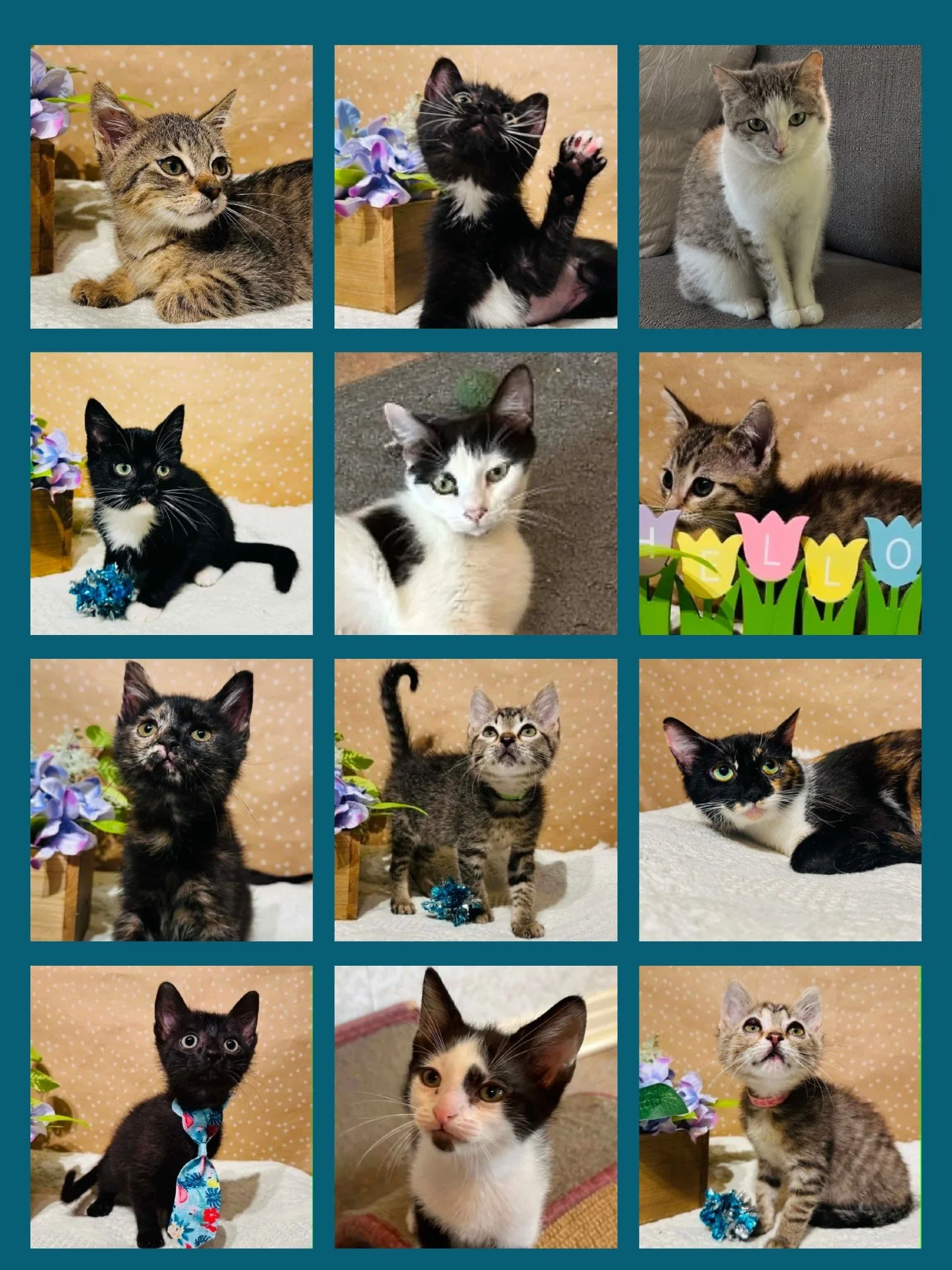 It&rsquo;s a kittenpalooza! You get a kitten, and you get a kitten, and you get a kitten! Everyone gets a kitten! 🐾

sweetpawsrescue.org/adoptable-cats
MA Rescue License #0078