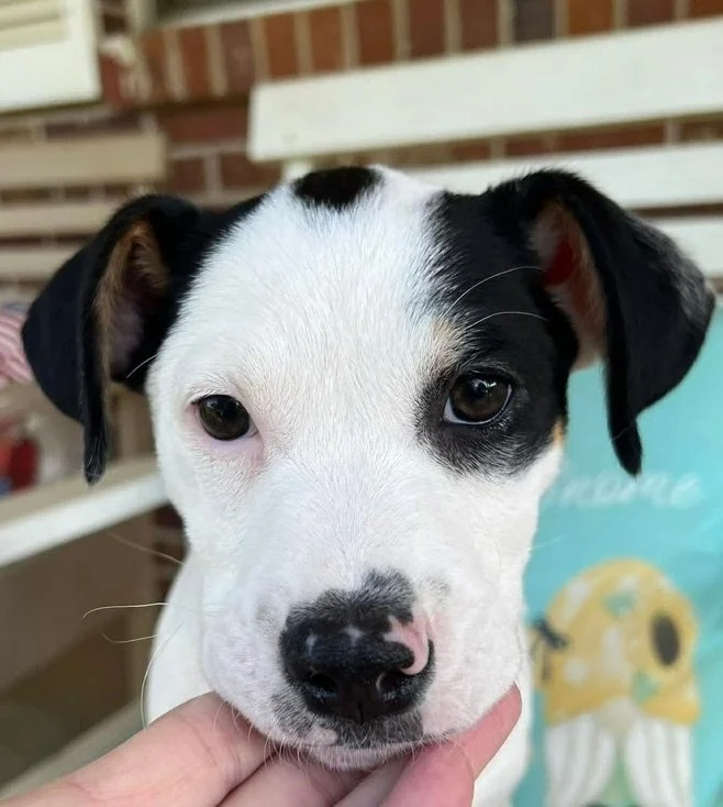 Join us tomorrow for a &ldquo;Wicked&rdquo; good time 🍻

We have ‼️15‼️ puppies making their debut during the adoption event from 4-6pm, you WON&rsquo;T want to miss it!

✨ Event info on the last slide ✨

Available for adoption at sweetpawsrescue.or