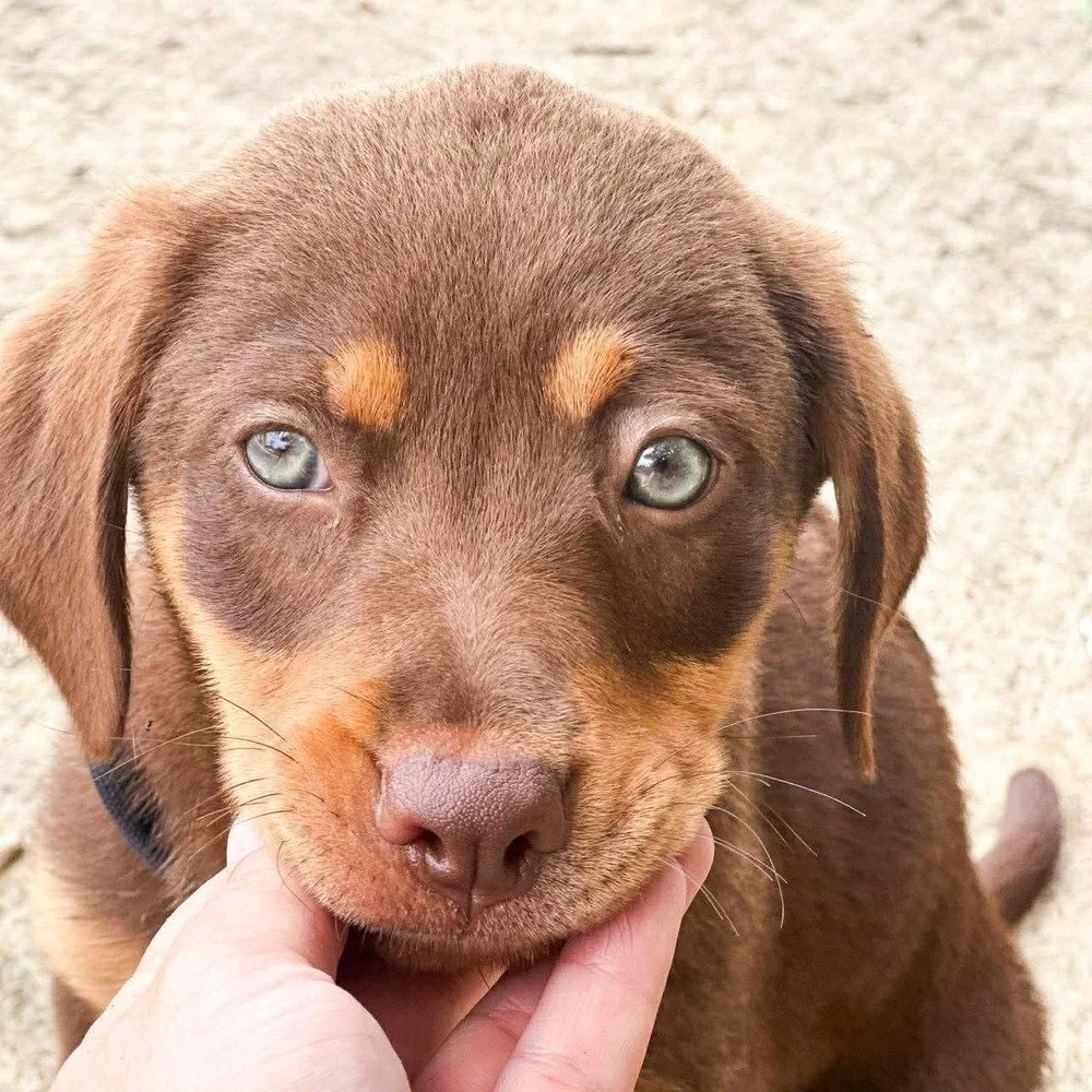 These pups need your help to find them forever homes!

Pups Highlighted: 
🩵 Loren Gabel
🩵 Megan Keller
🩵 Haley Winn
🩵 Arin Frankle
🩵 Kris Soare

Available for adoption at sweetpawsrescue.org
MA Rescue License #0078