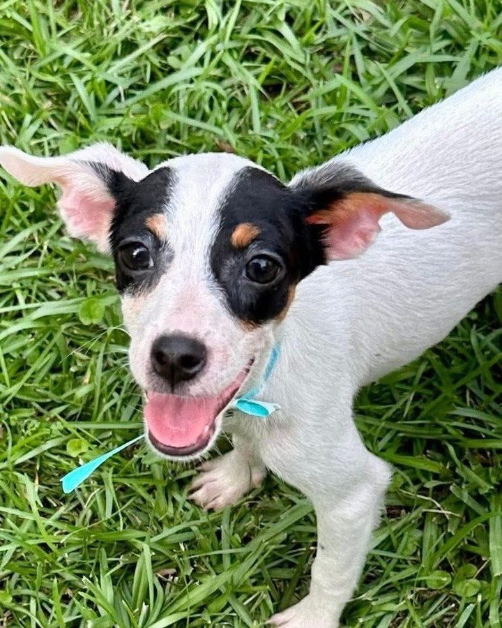 We can't believe that NONE of these pups have found a forever home yet!

This adorable litter is coming up this weekend from the south and we're on the hunt for their perfect match. Could that be you? 

Featured Pups: 
🩵 Miranda Lambert
🩵 Carrie Un