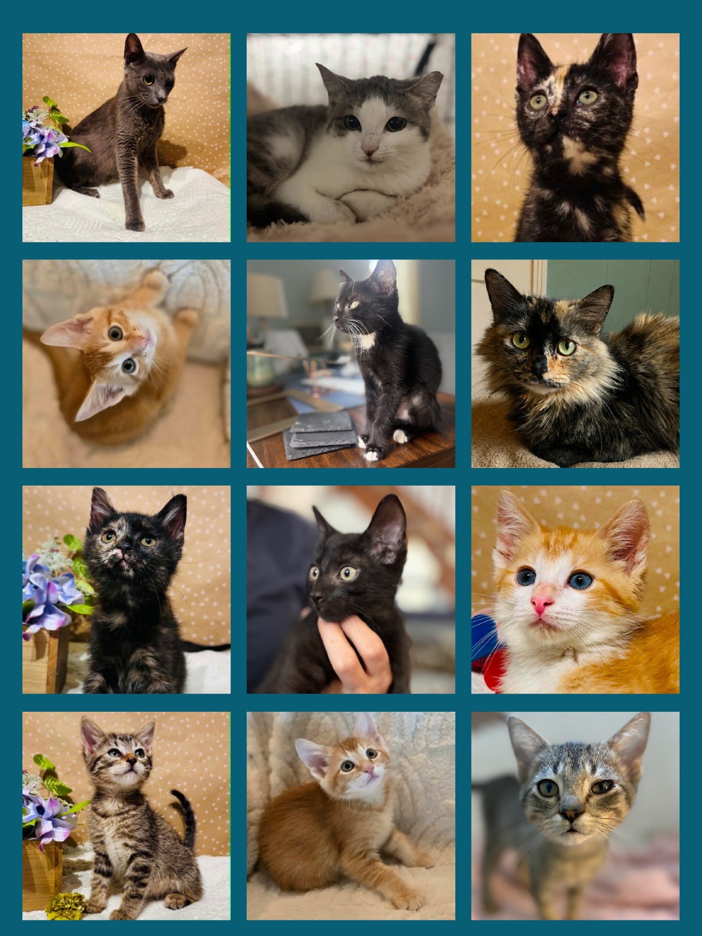 Want to cuddle and play with cats &amp;/or kittens but can&rsquo;t commit to adopting? Fostering is for you!

✨ Apply today and our fabulous foster coordinators will guide you through the process.

sweetpawsrescue.org/cat-foster-application

🐾 all f